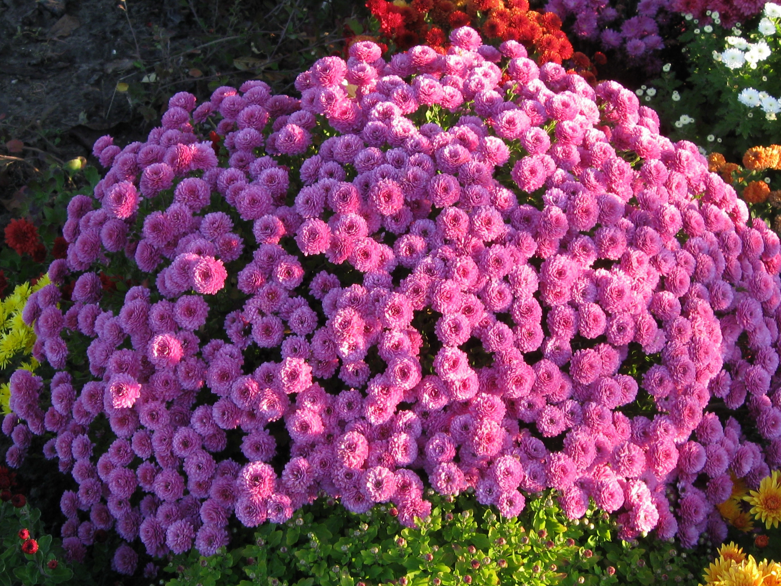 Mums flowers