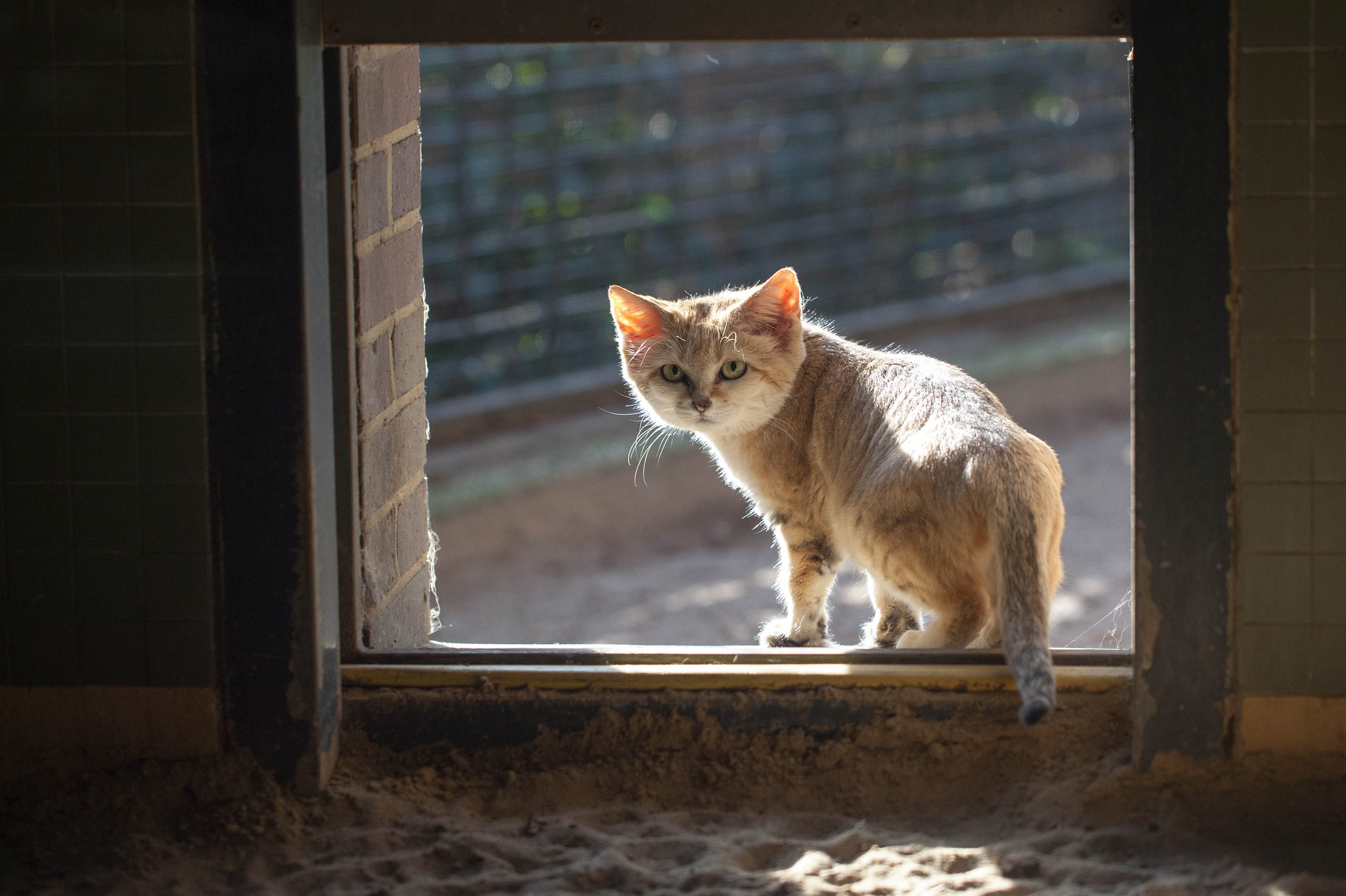 Кошка смотрит в окно. Кот на окне. Рыжий кот на окне. Котенок у окна. Котенок на окошке.