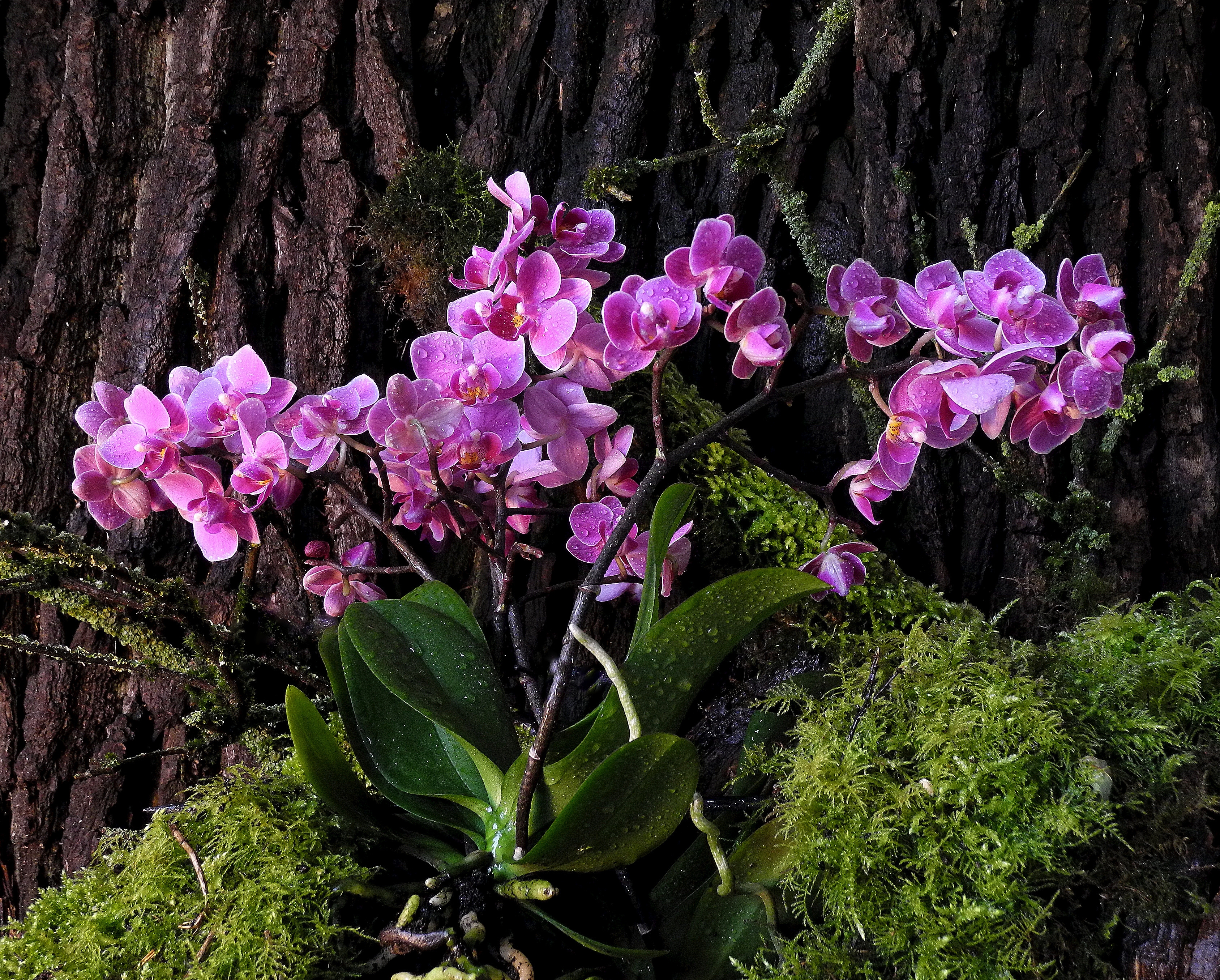 Орхидея живая цветок. Орхидея фаленопсис в дикой природе. Фаленопсис эпифит. Тропическая Орхидея эпифит. Эпифиты орхидеи фаленопсис.