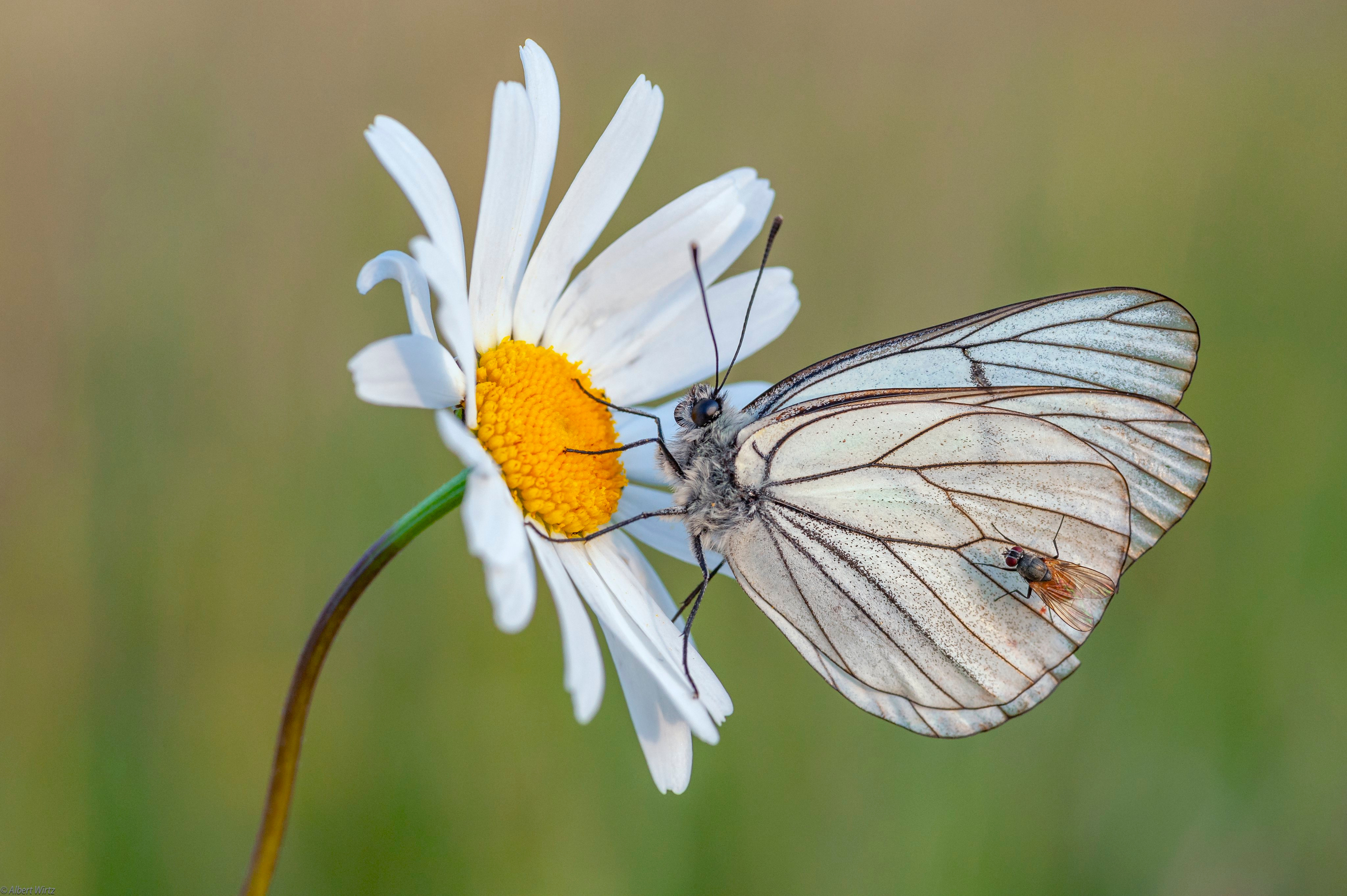 Sfondi del desktop Mosche insecta farfalle black-veined white animale Da vicino 4096x2726 Insetti Farfalla Animali