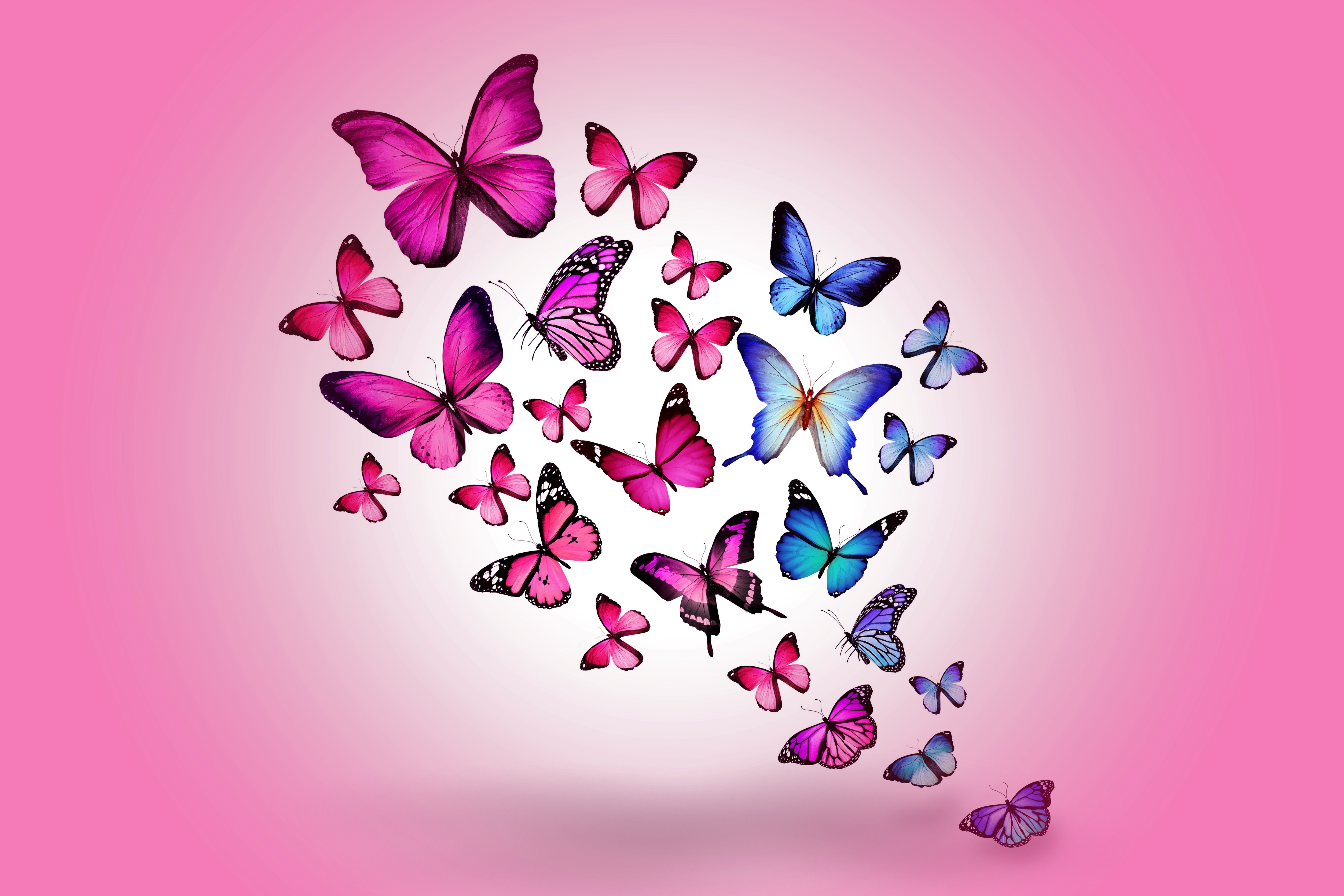 Desktop Hintergrundbilder Insekten Schmetterlinge Ein Tier 5010x3340