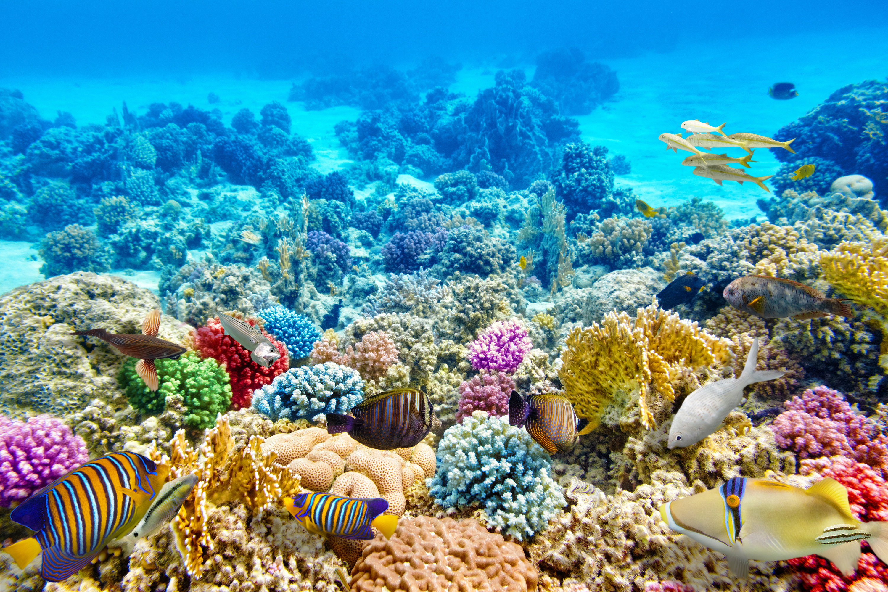El coral. Коралловый риф в Шарм Эль Шейхе. Подводный риф Шарм-Эль-Шейх. Риф Туббатаха Филиппины. Кораллы в Шарм Эль Шейхе.