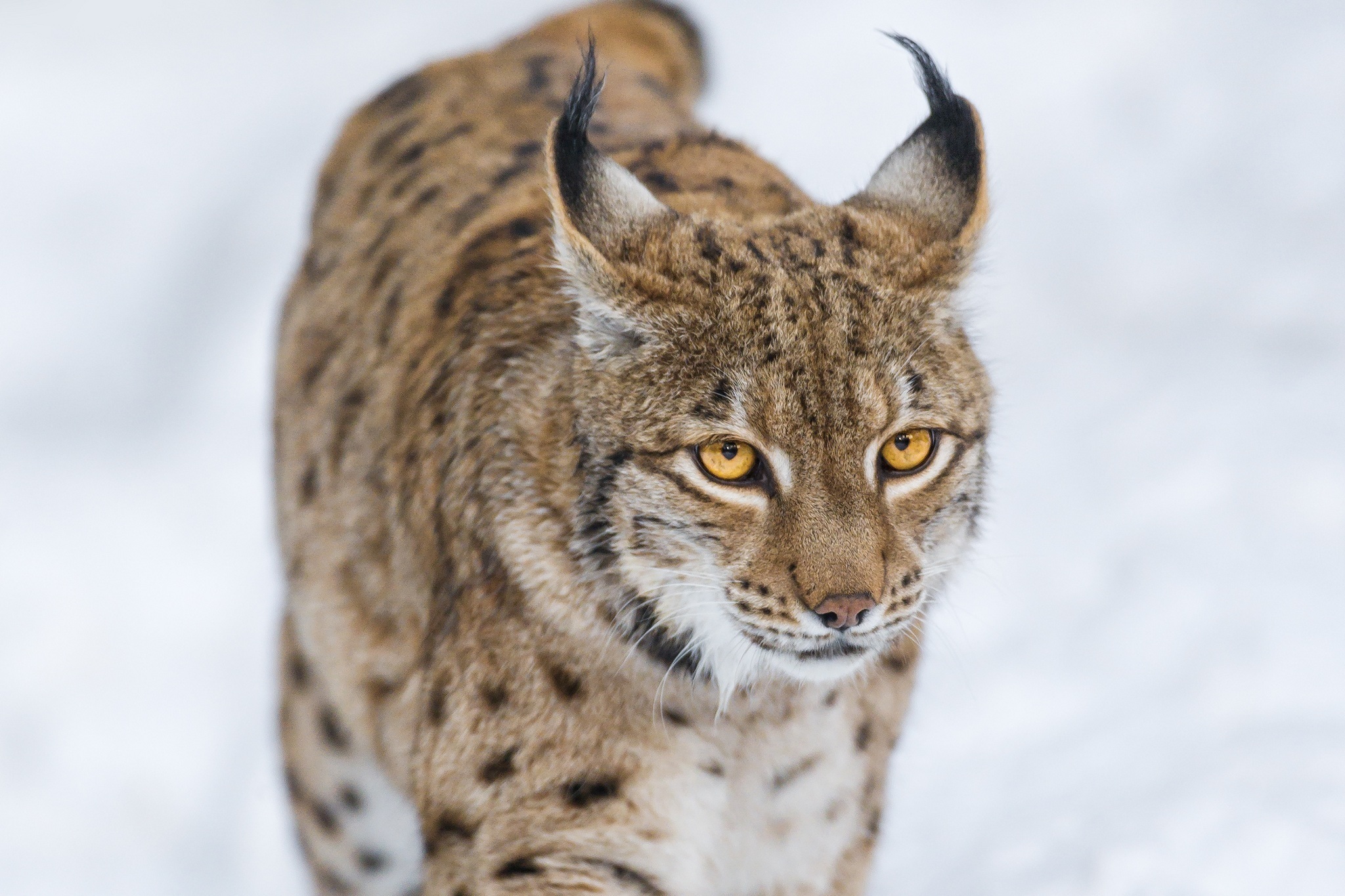 Lynx's. Рысь Felis Lynx. Рысь Дальневосточная. Сибирская Рысь. Кошка Рысь обыкновенная.