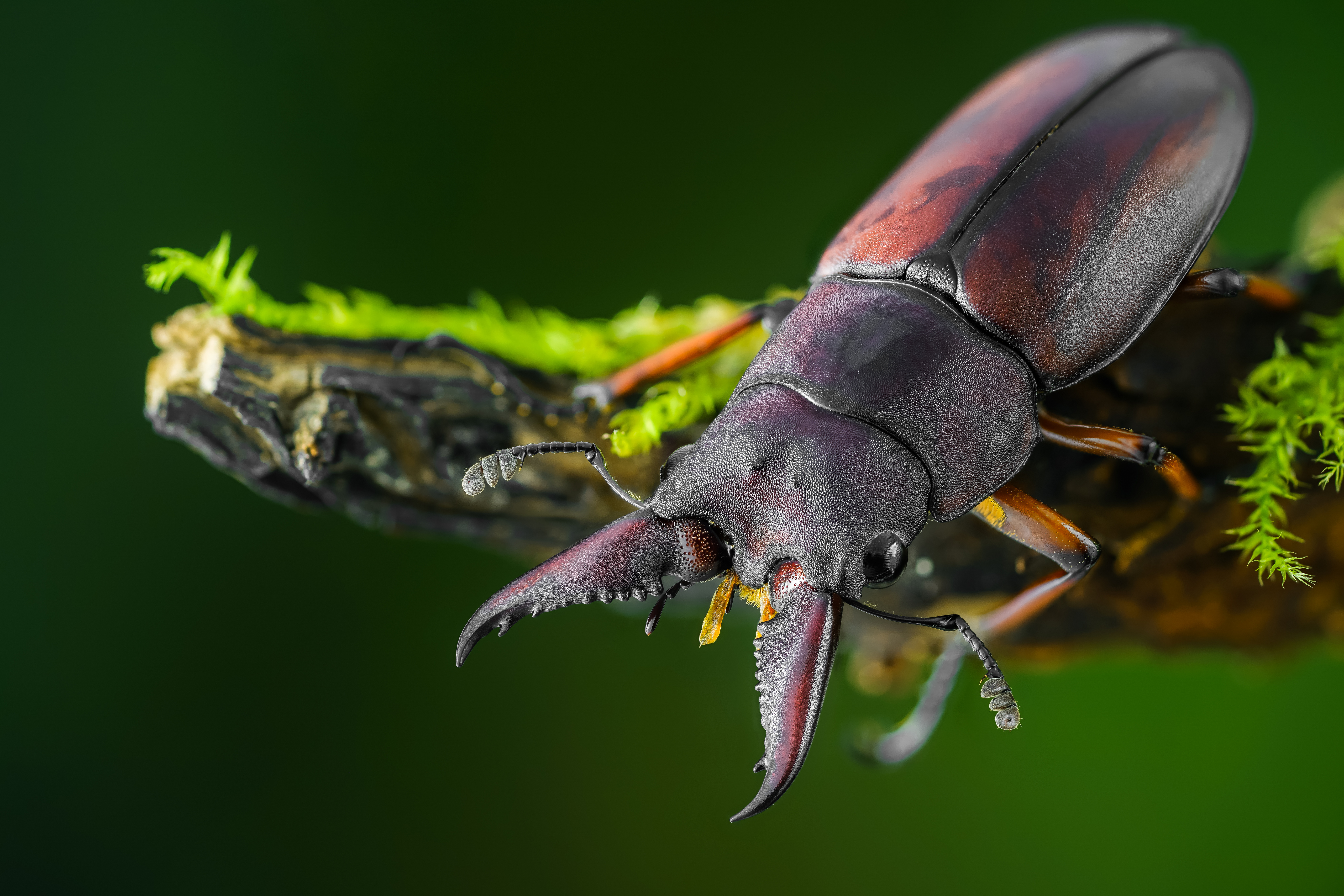 Foto's Kevers Insecten lucanid Dieren Close-up 5120x3415 een dier van dichtbij