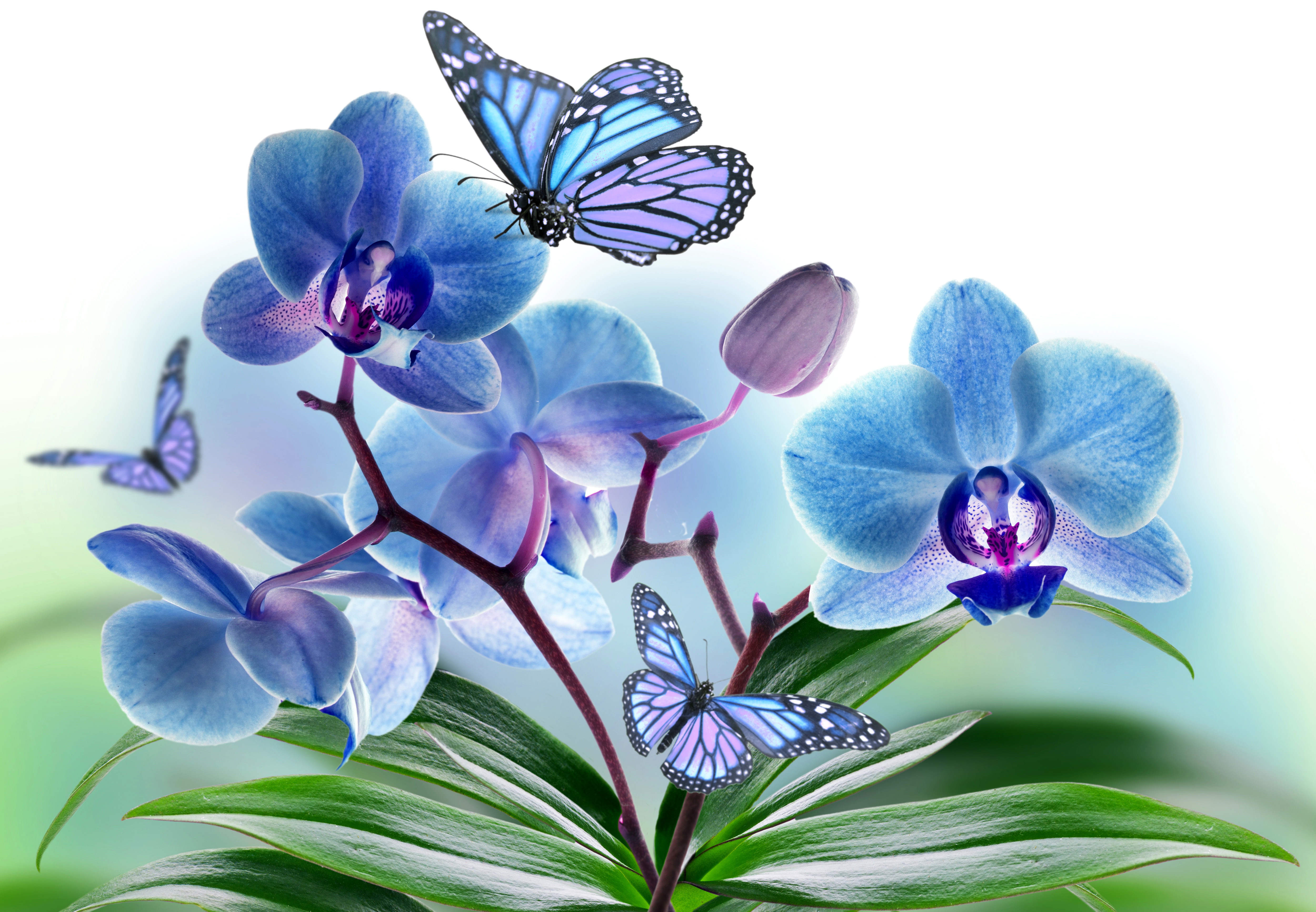 Цветы орхидея бабочка. Орхидея фаленопсис голубая. Фаленопсис бабочка Баттерфляй. Орхидея рисунок. Бабочка на цветке.