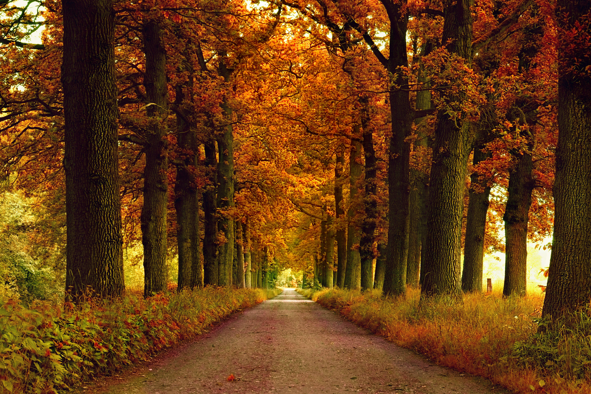 Natural fall. Осенний парк. Осенняя аллея. Природа осень. Осенний лес.