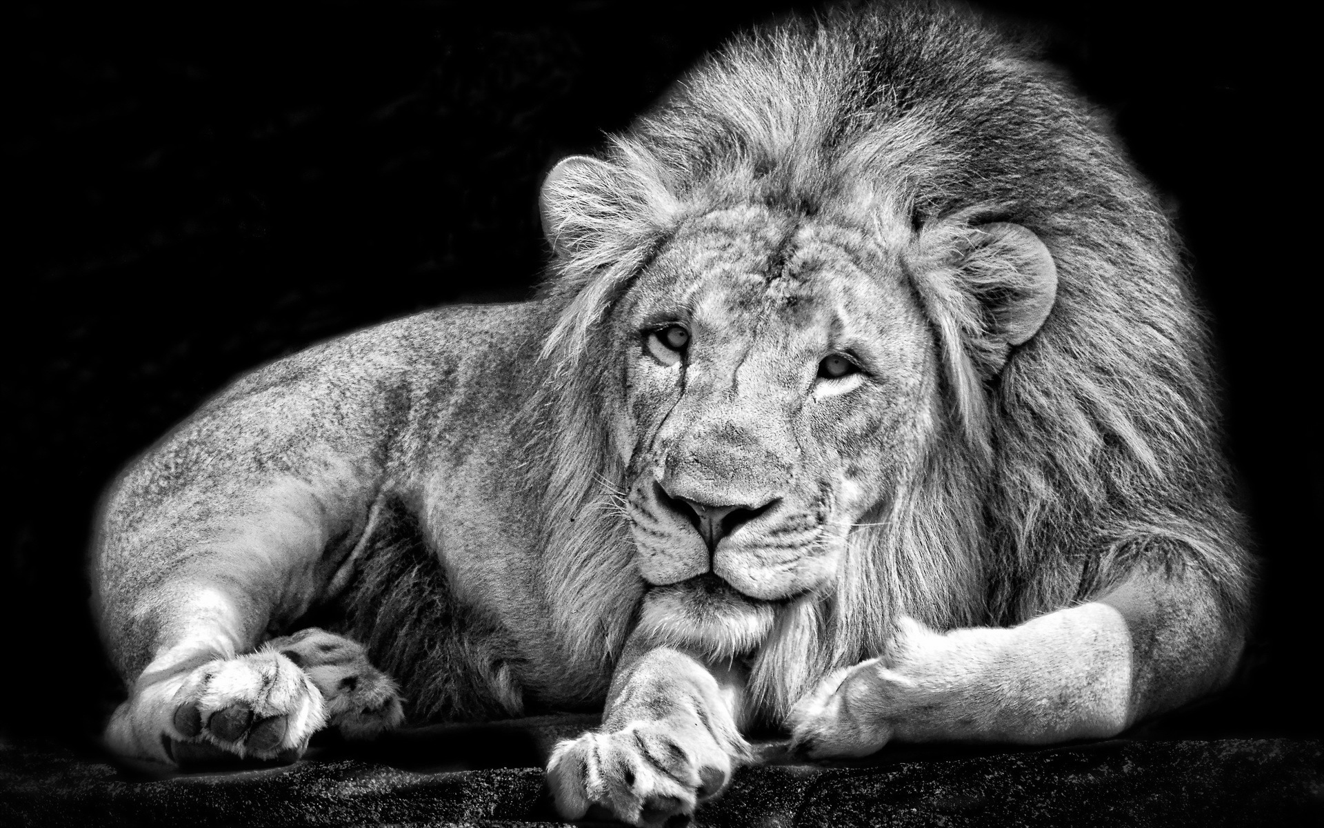 Bilde løve Store kattedyr Dyr 1920x1200 Løver