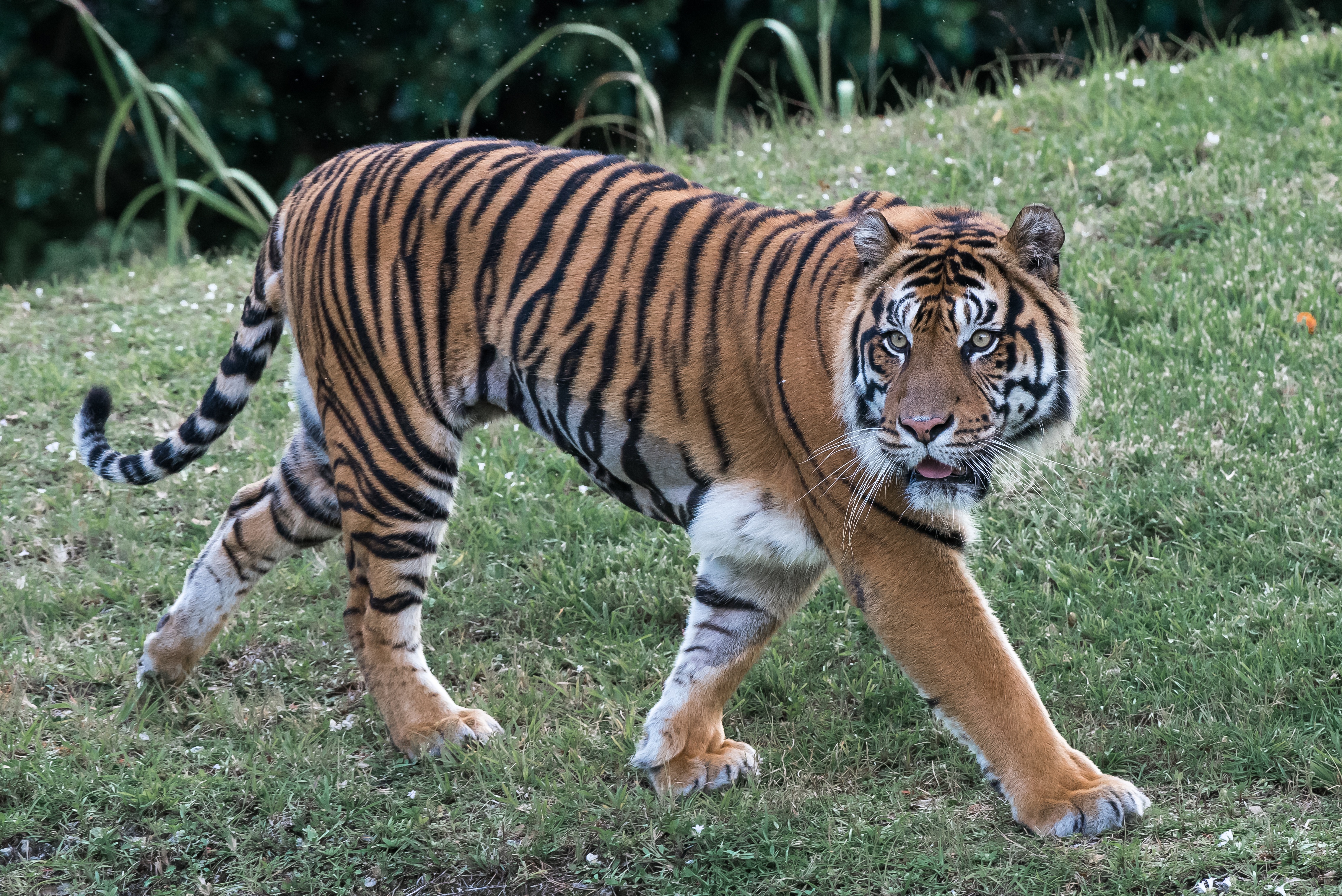 Тигровый картинка