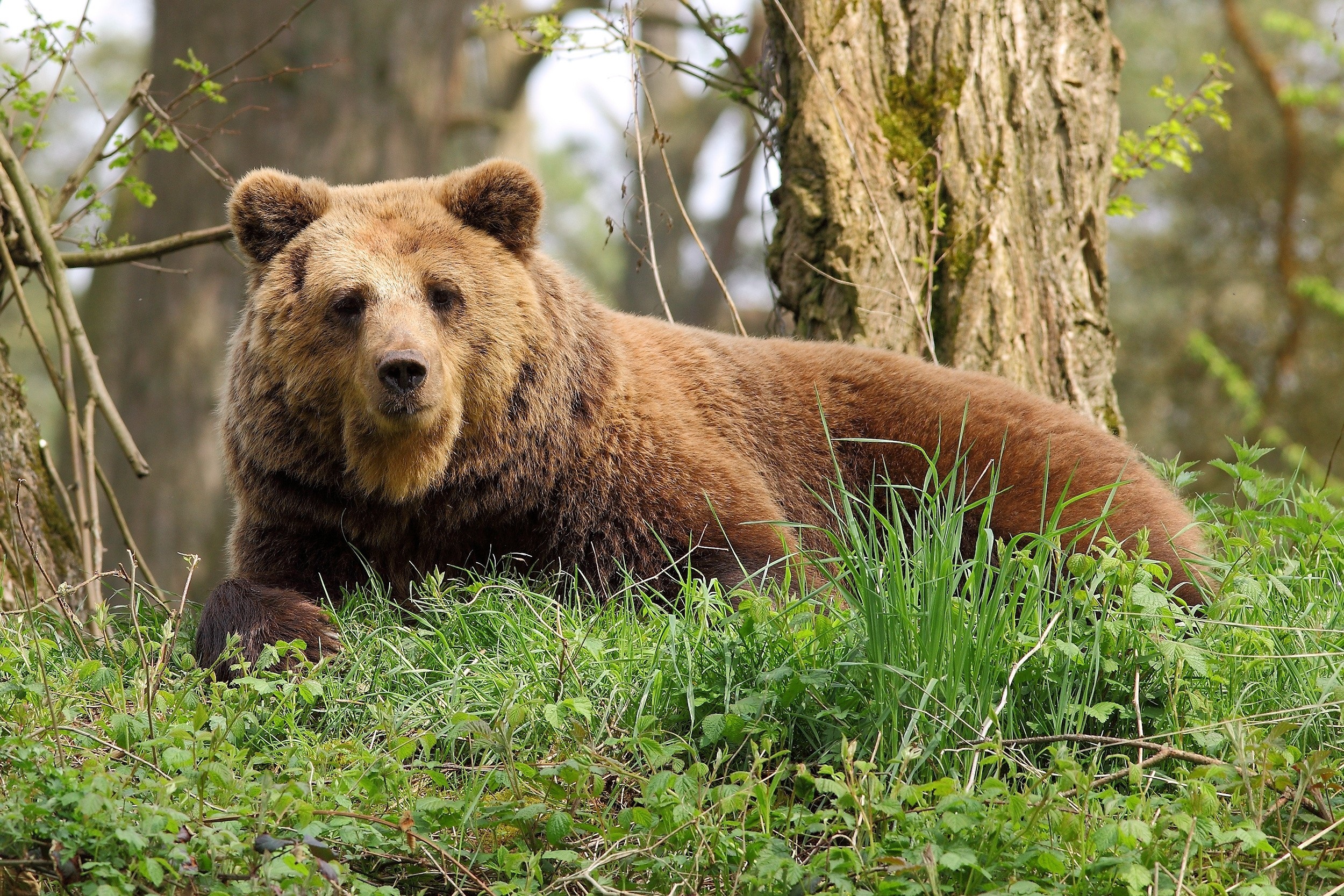 Звери про медведь. Апеннинский бурый медведь. Калифорнийский бурый медведь. Уссурийский бурый медведь. Бурый медведь (Ursus arctos).
