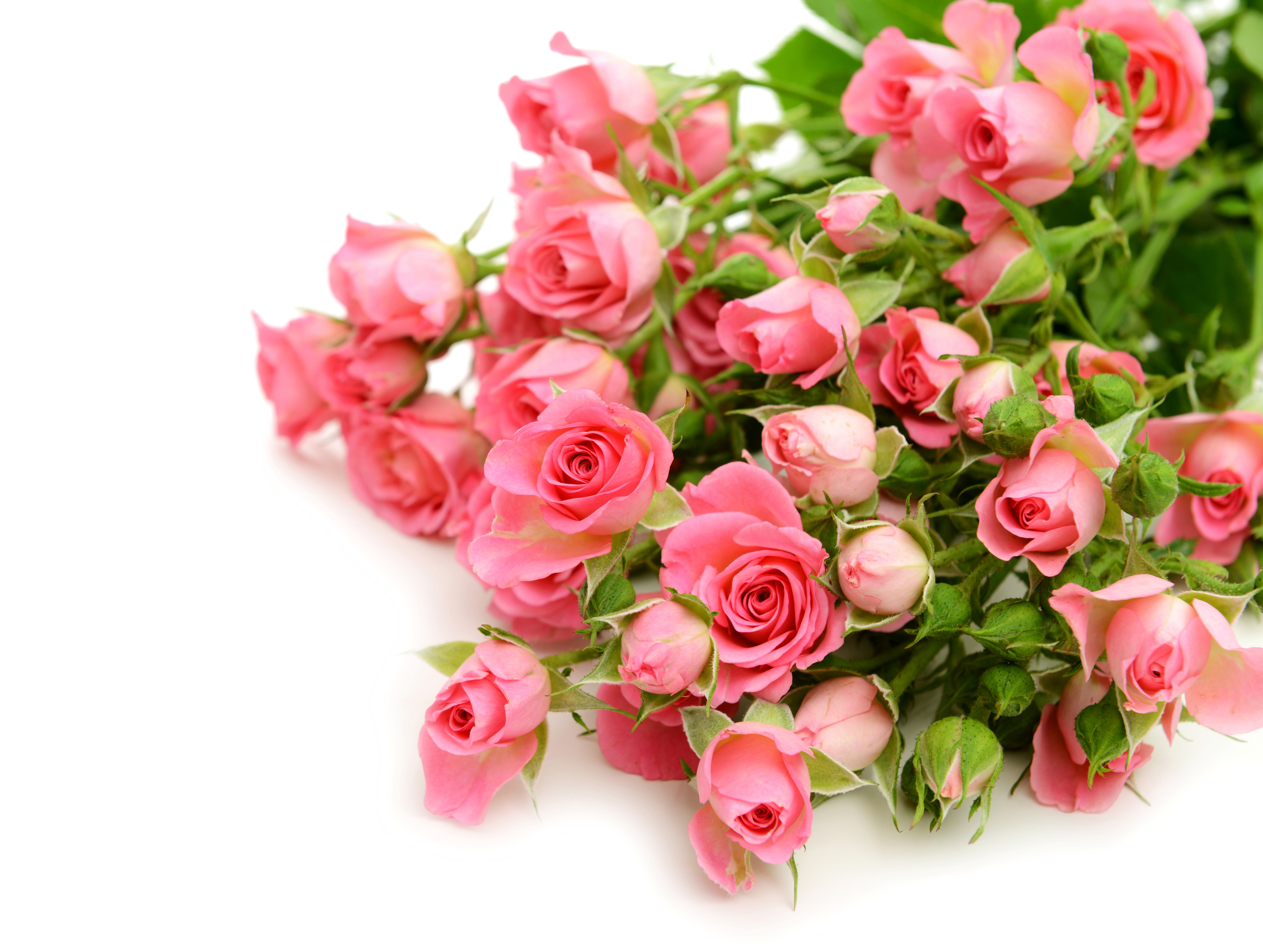 Bakgrunnsbilder Roser Rosa farge Blomster Mange 6368x4800 rosa blomst