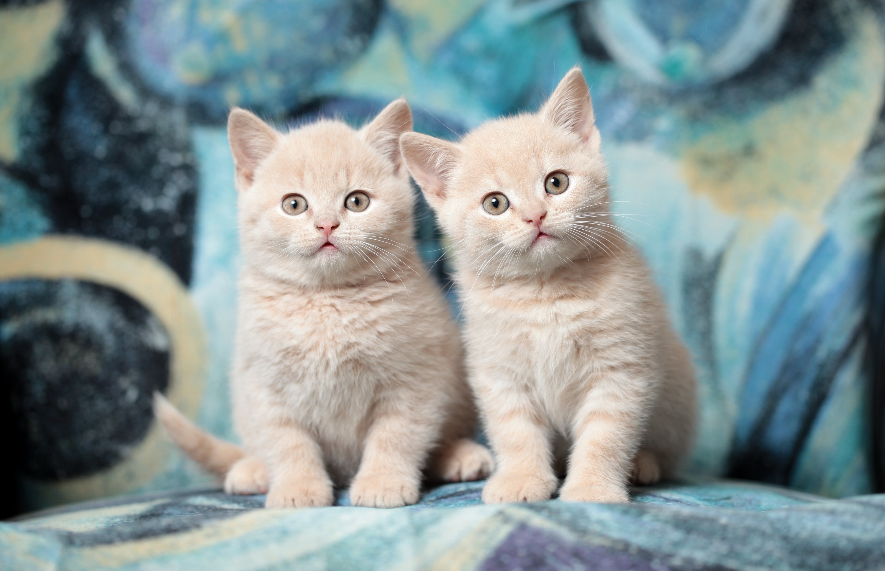 Picture Animals Two Cats British Shorthair Kittens Staring 3000x1937