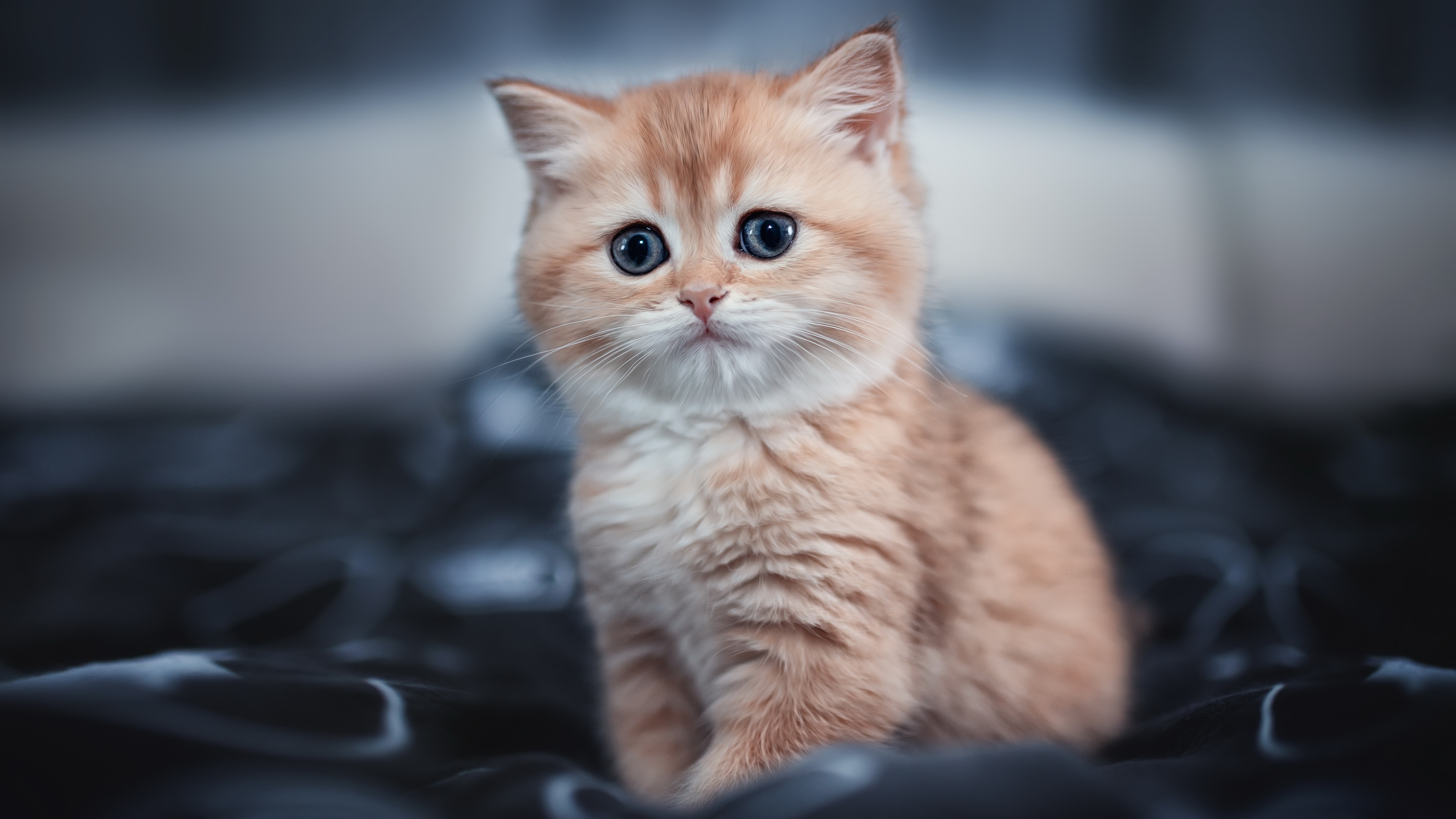 Images Kittens Cats blurred background sweet Glance 3840x2160