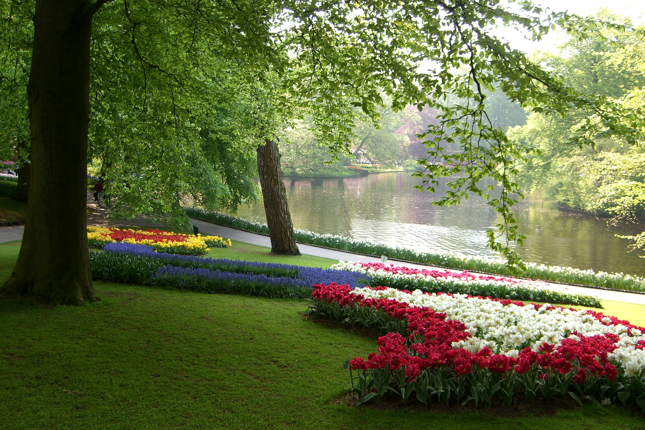 Лето парк. Кёкенхоф Нидерланды водоем. Парк тюльпанов в Голландии пруд. Кёкенхоф всемирно известный Королевский парк цветов в Нидерландах. Кёкенхоф с деревьями.