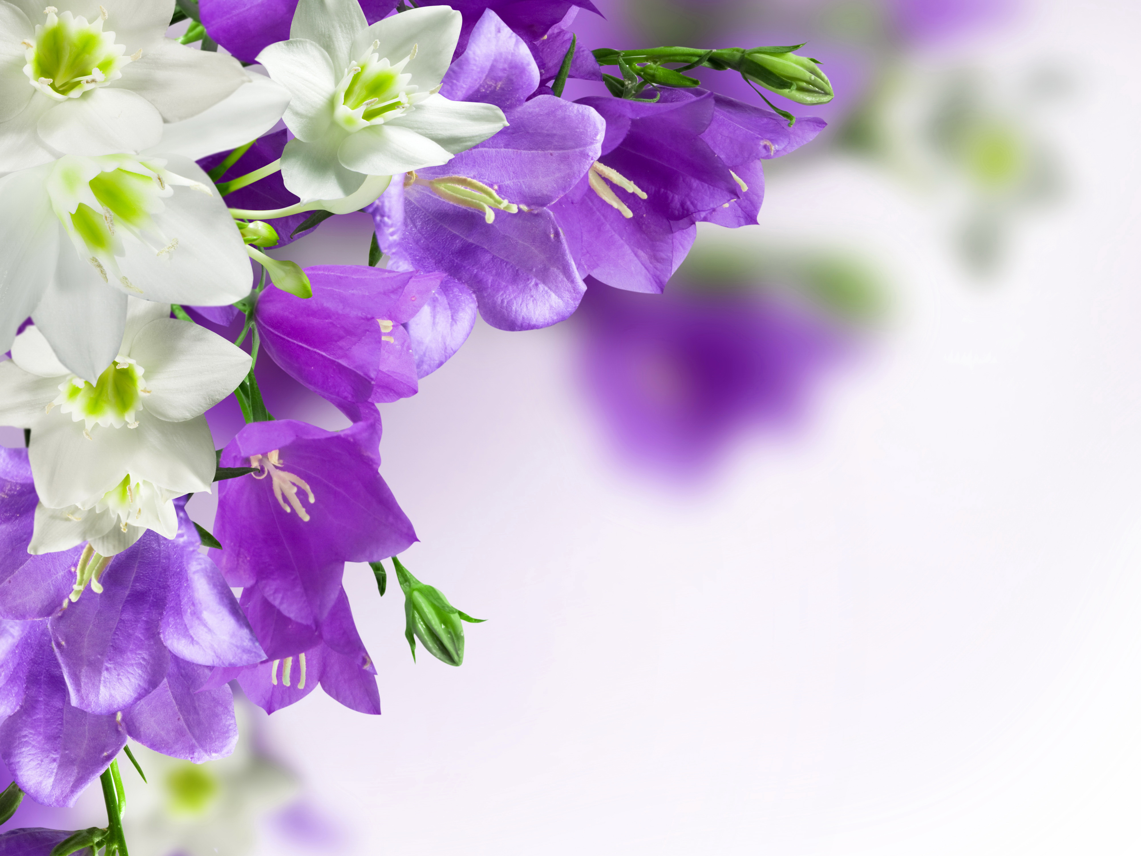 Поздравление с праздником цветов. Колокольчик Кампанула Lilac. Колокольчик Кампана Lilac. Колокольчик Кампанула фон. Букет колокольчики Кампанула.