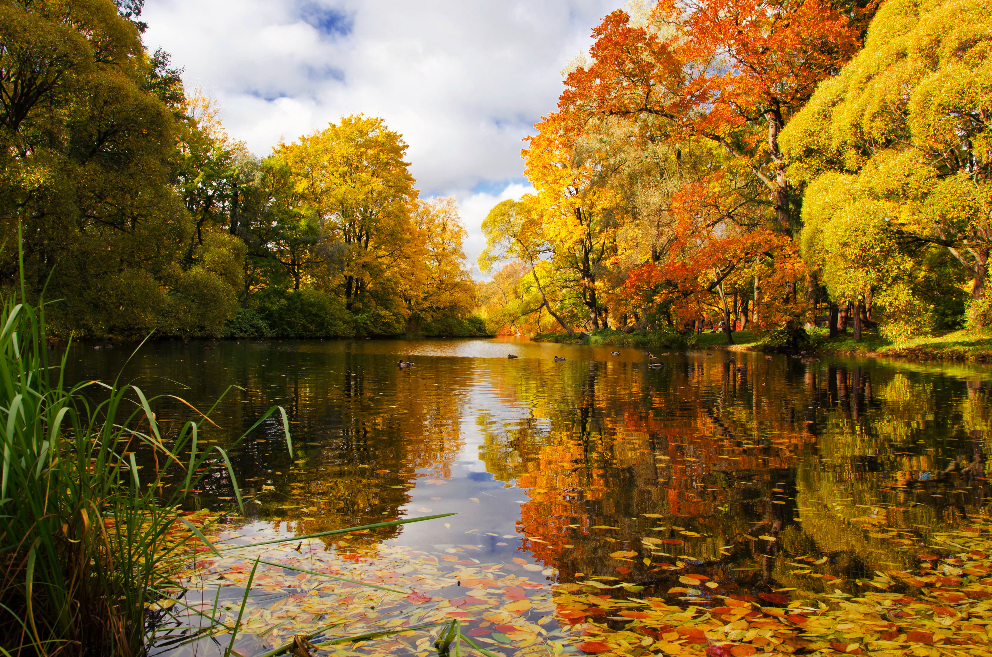 Осенние пейзажи осени. Нарышкинский пруд осенью. Природа осень. Красивая осень. Золотая осень.