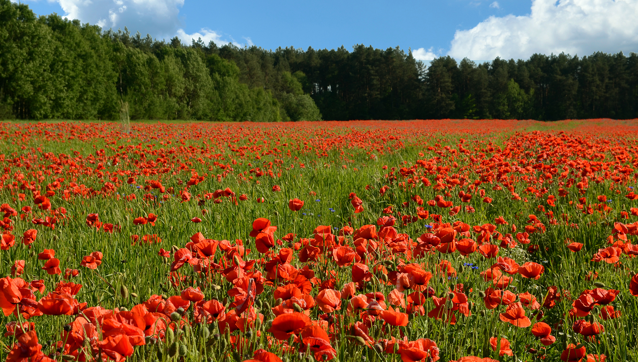 Poppy field. Маки и Маковое поле. Красные маковые поля. Поле с красными маками. Поле красных маков.