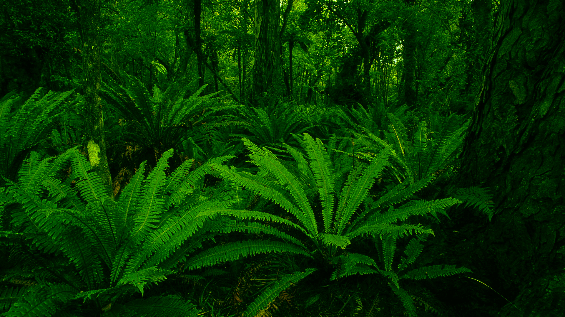 壁紙 1920x1080 森林 木の葉 緑 自然 ダウンロード 写真