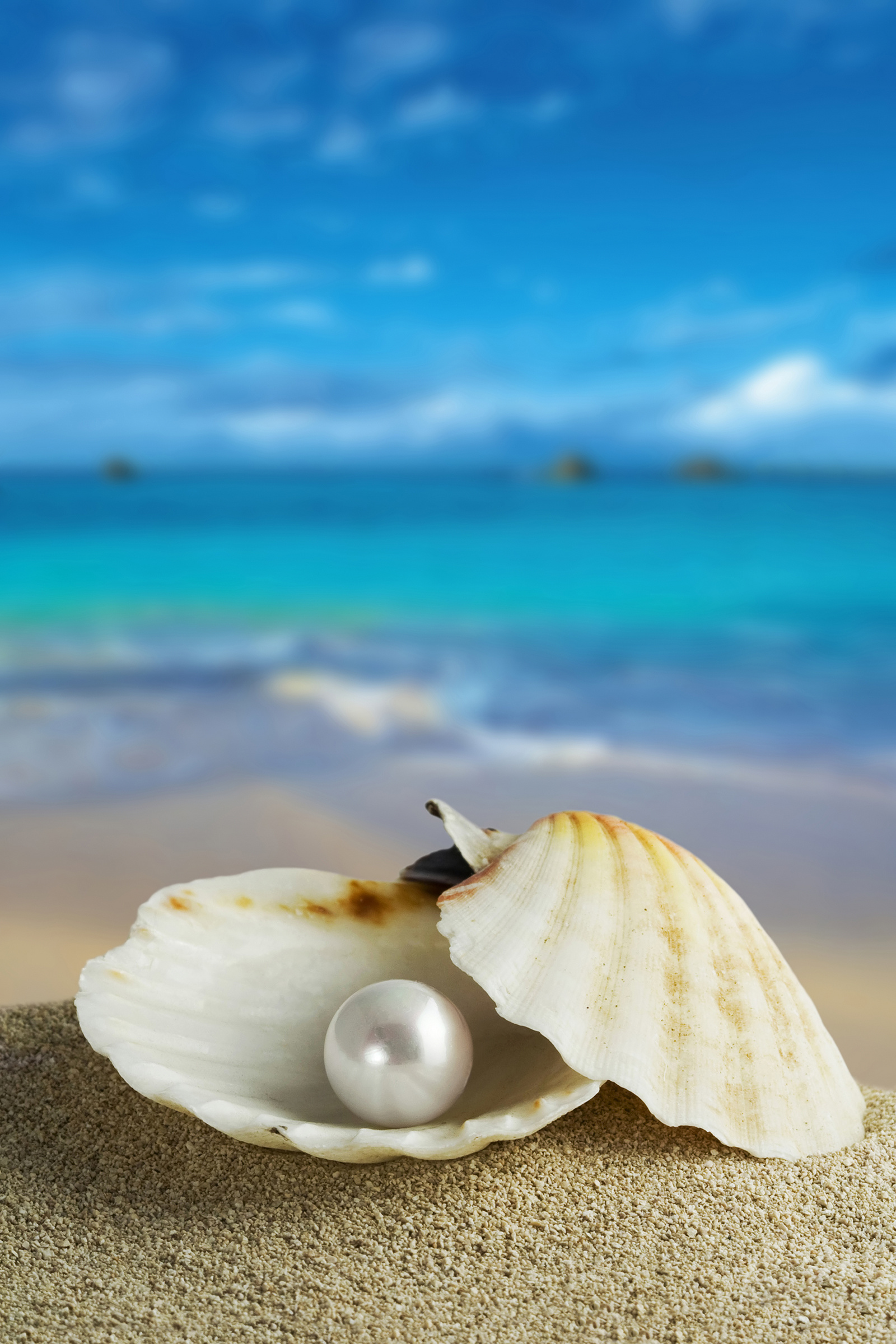壁紙 真珠 貝殻 砂 ボケ写真 自然 ダウンロード 写真