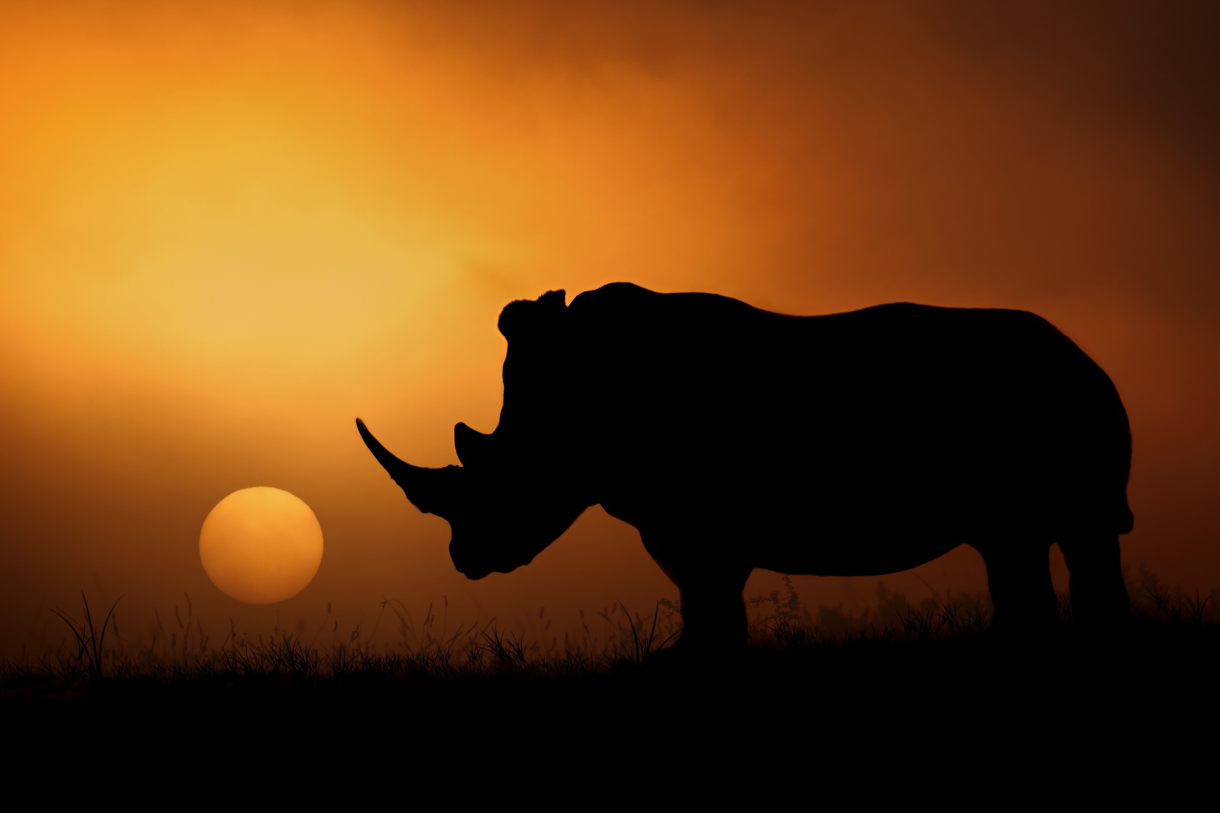 Fondos de Pantalla Rinocerótidos Amaneceres y atardeceres África Silueta  Sol Animalia descargar imagenes