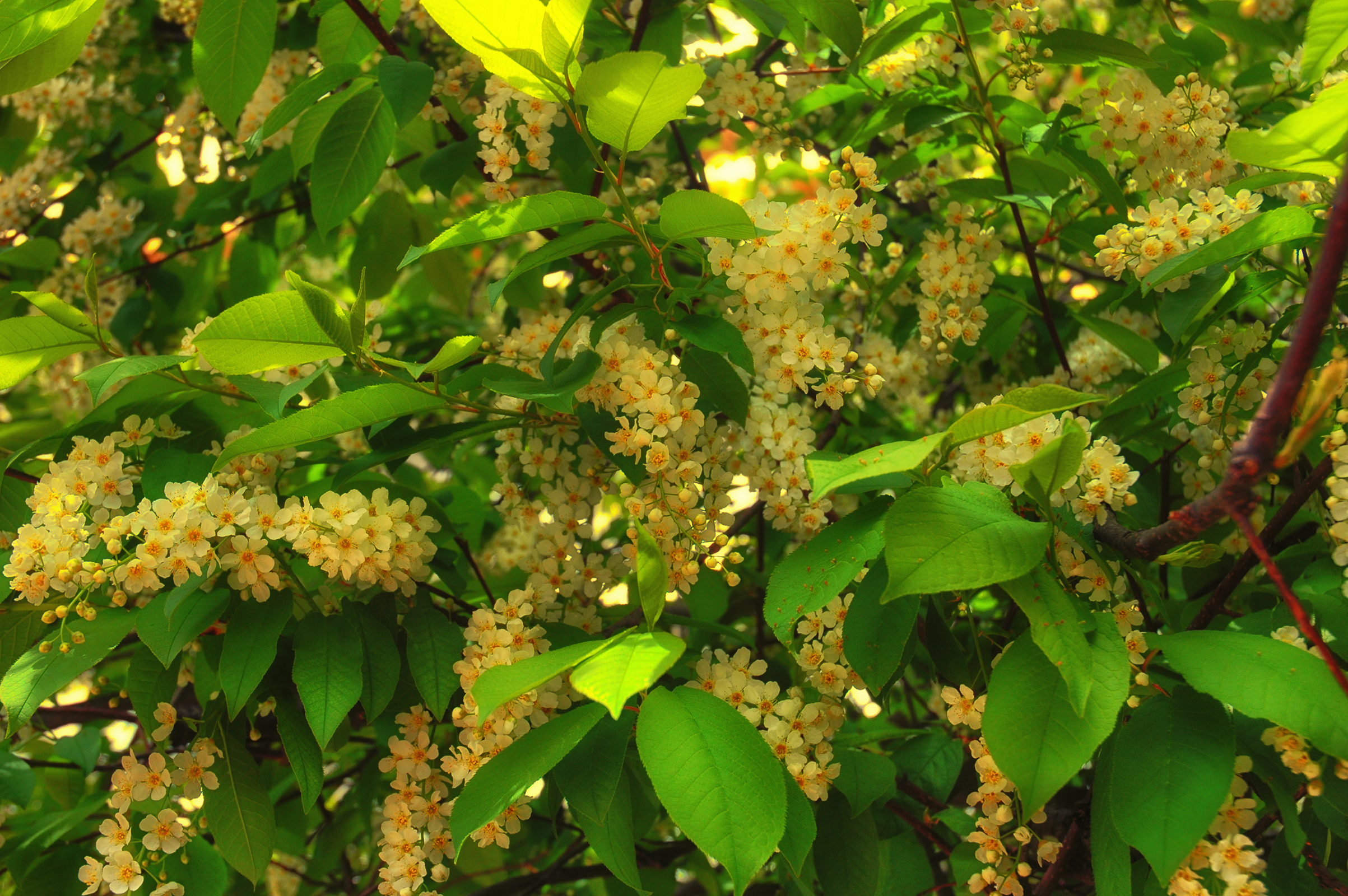 Foton Blad Prunus padus bird cherry hackberry Blommor Blommande träd 2406x1600 Löv lövverk blomma