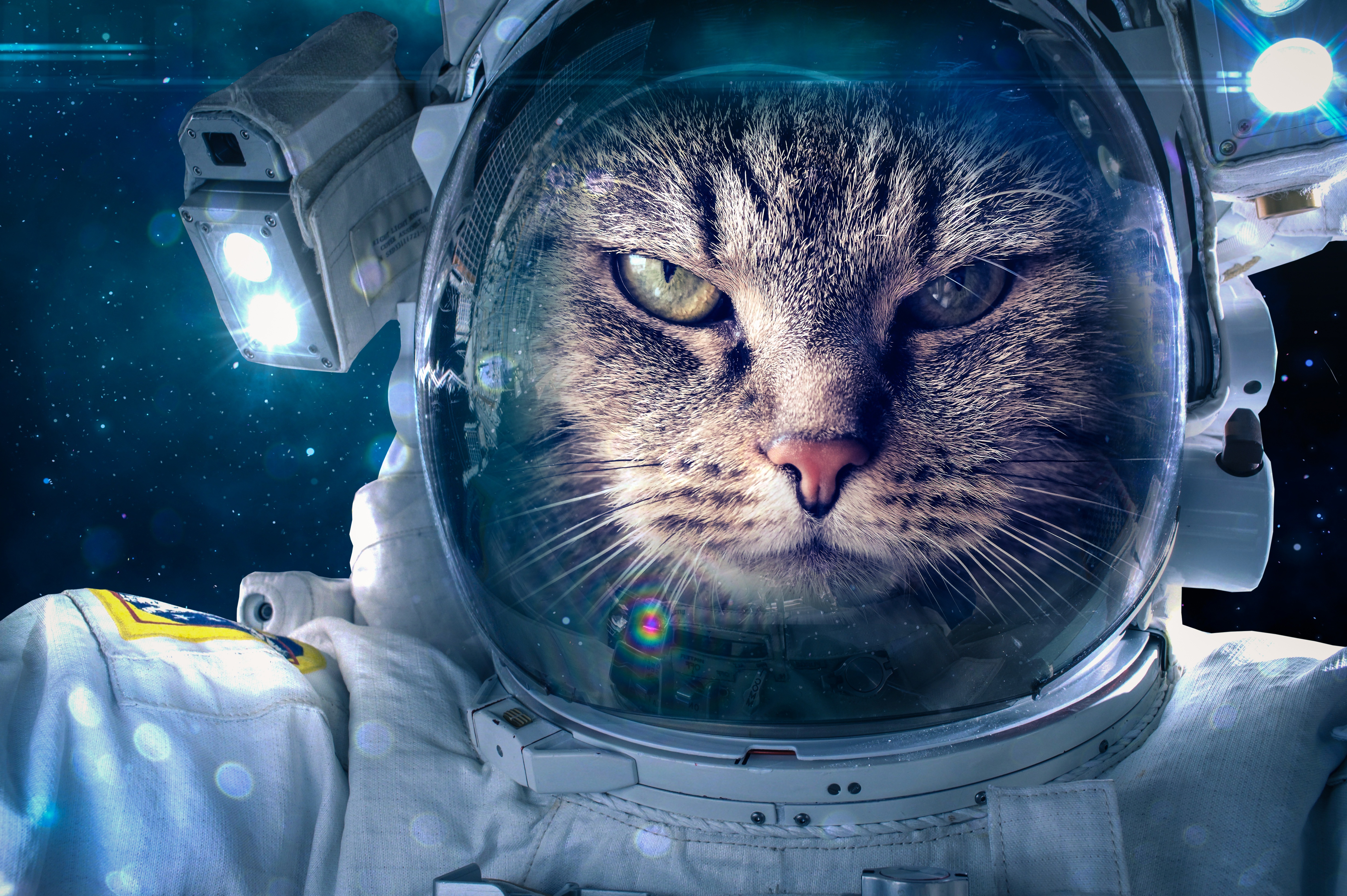 壁紙 4928x3280 飼い猫 宇宙飛行士 おもしろい 動物 ダウンロード 写真