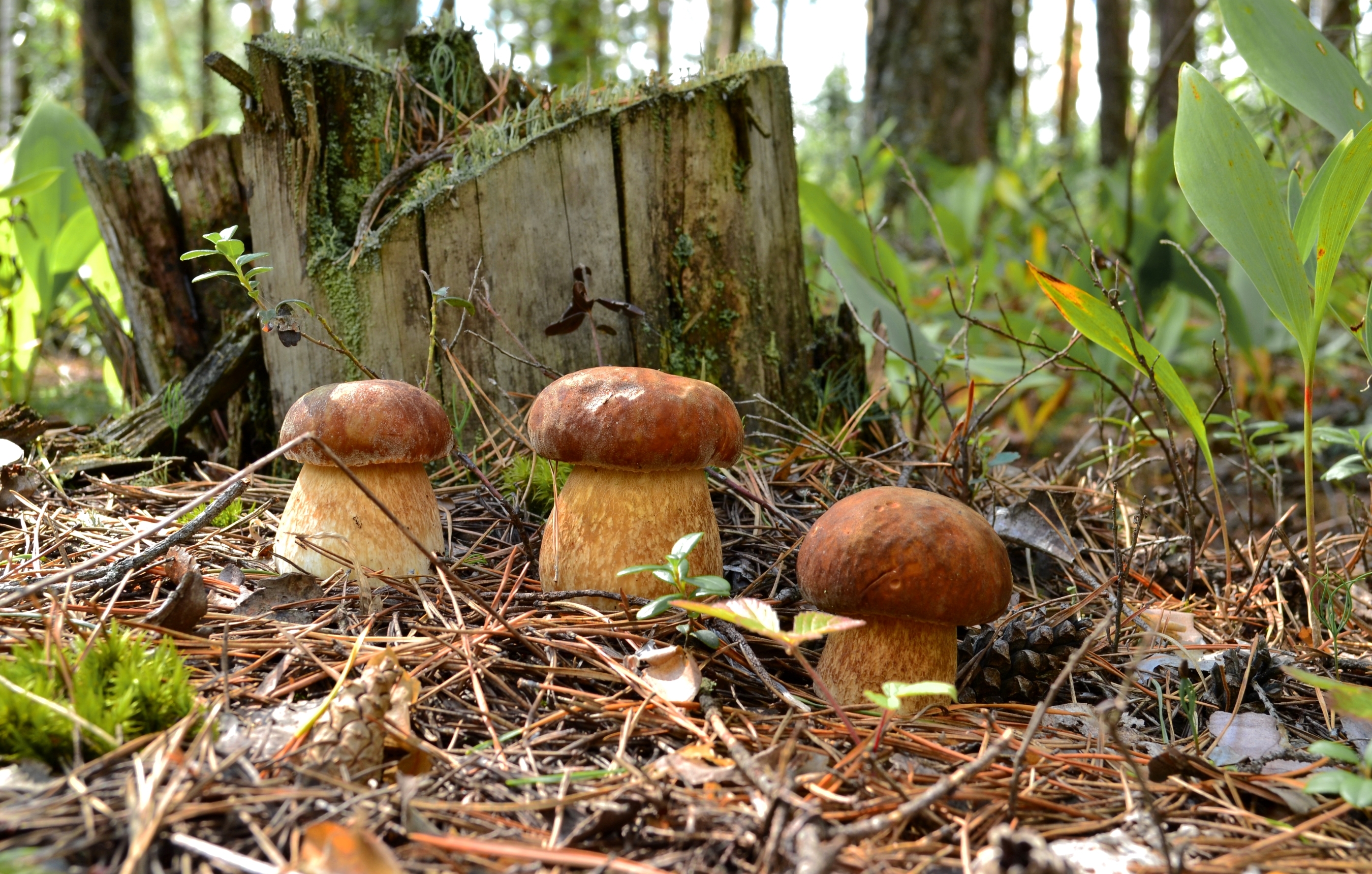 Picture Nature Tree stump Mushrooms nature 2700x1720