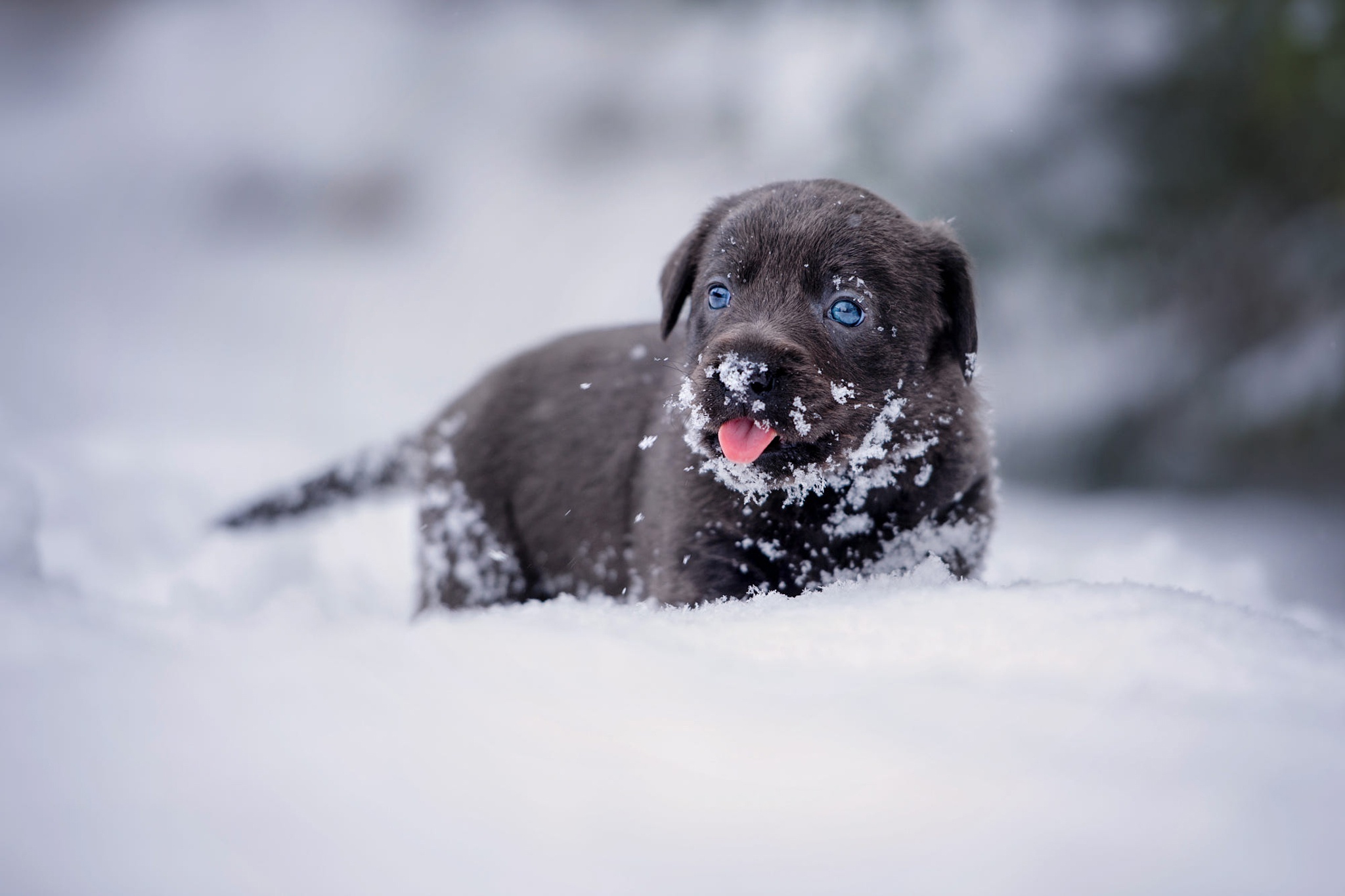 Foto welpen Retriever Hunde niedlich Zunge Schwarz Schnee ...
