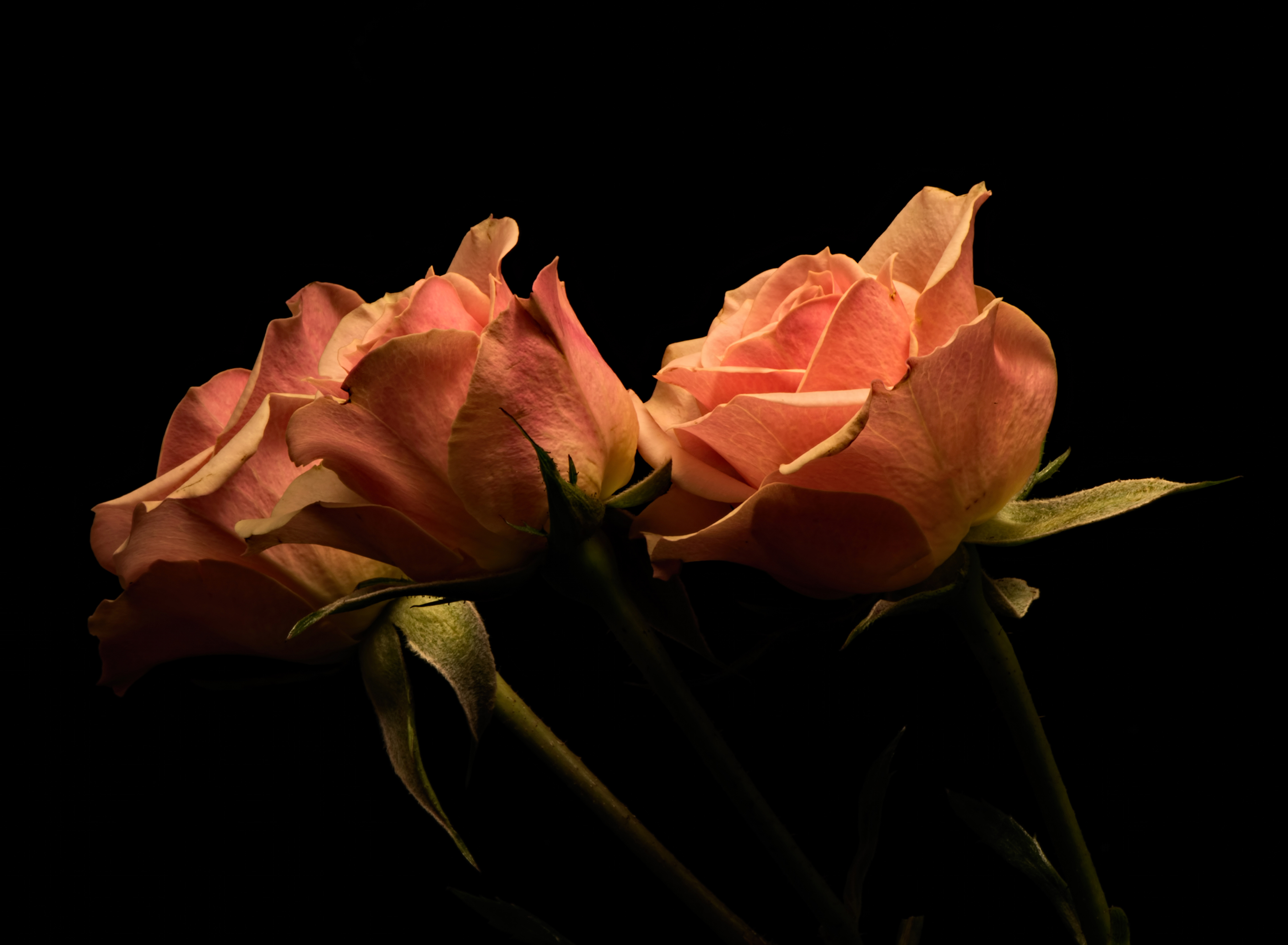 Images rose flower Three 3 Closeup Black background 4500x3300