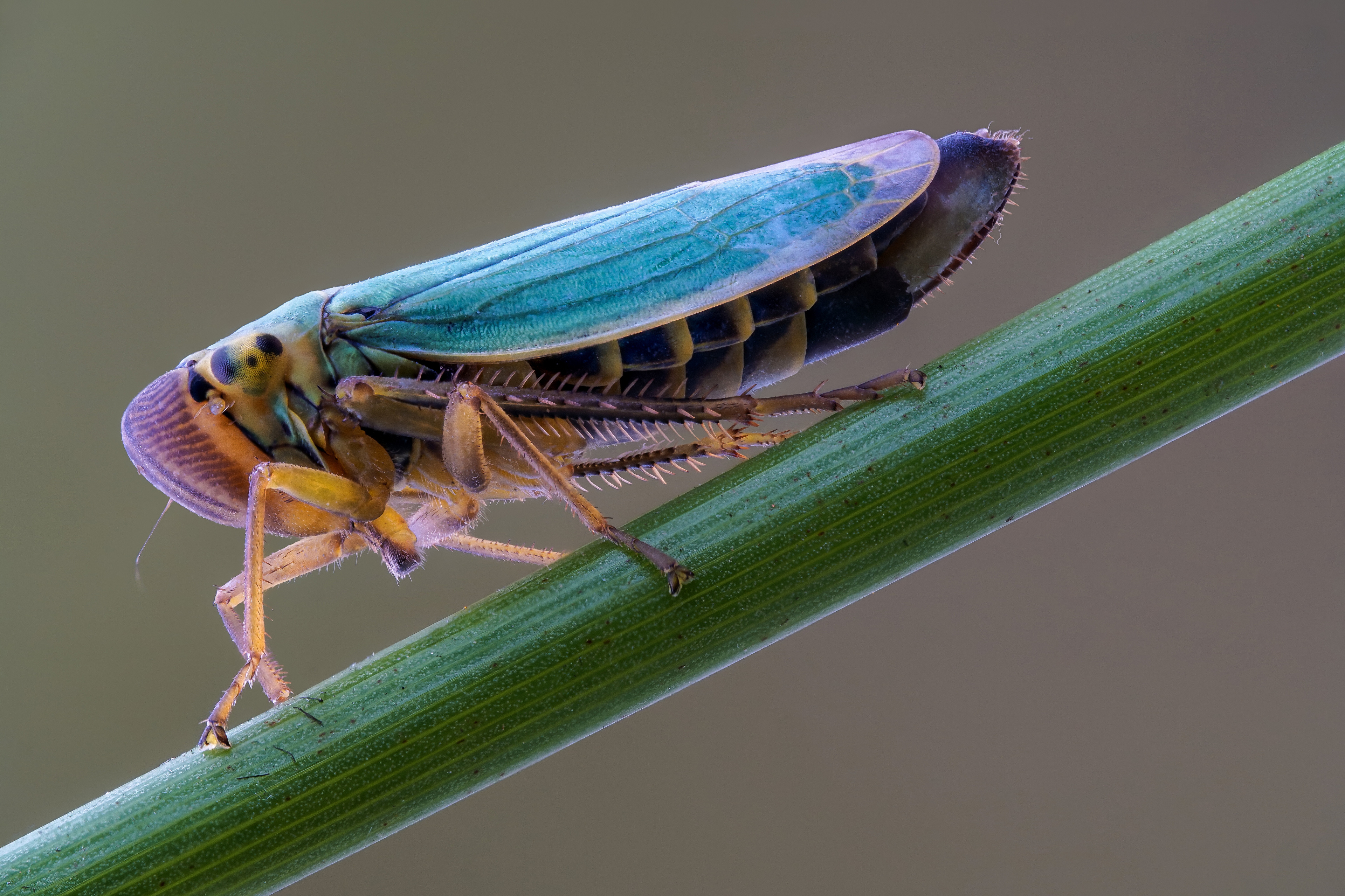 Afbeelding Insecten cicadella viridis Close-up een dier 3840x2560 Dieren van dichtbij