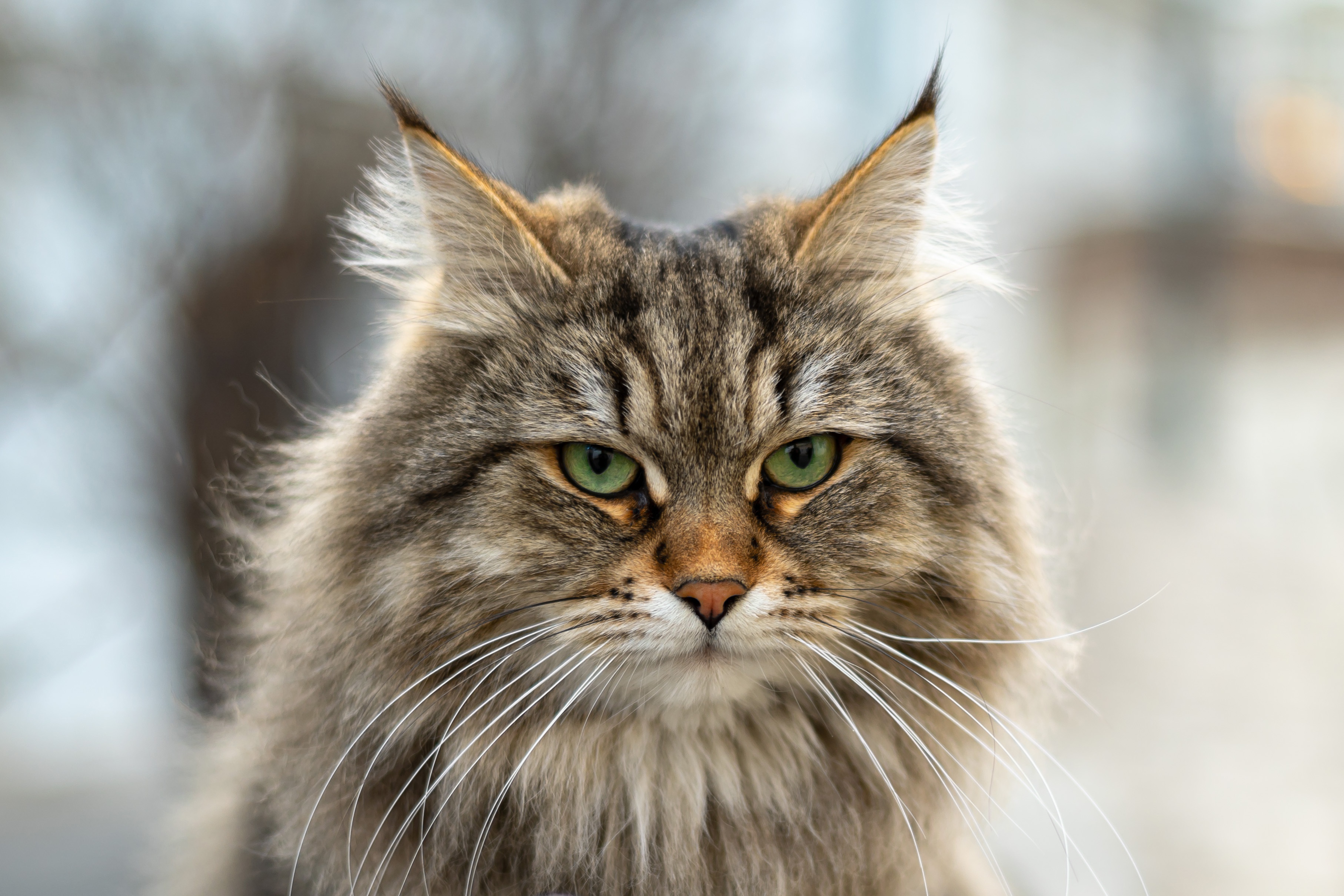 Sfondi Gatti Siberian cat Peloso Baffi vibrisse Il muso Sguardo Animali 3628x2419 gatto domestico animale Colpo d'occhio