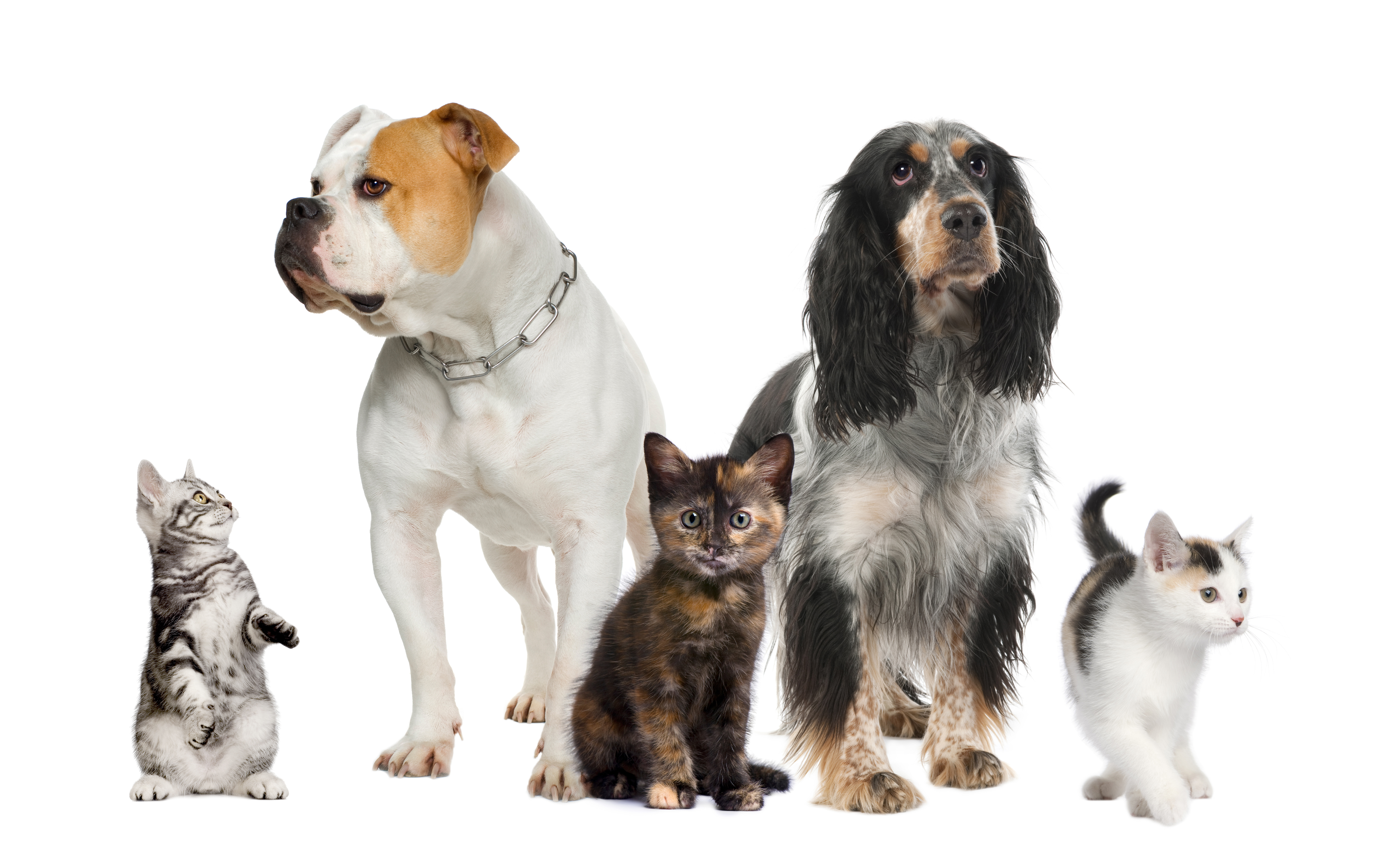 Собаки компаньоны породы собак. Домашние питомцы. Кошки и собаки. Кошка и собака на белом фоне. Домашние питомцы на белом фоне.