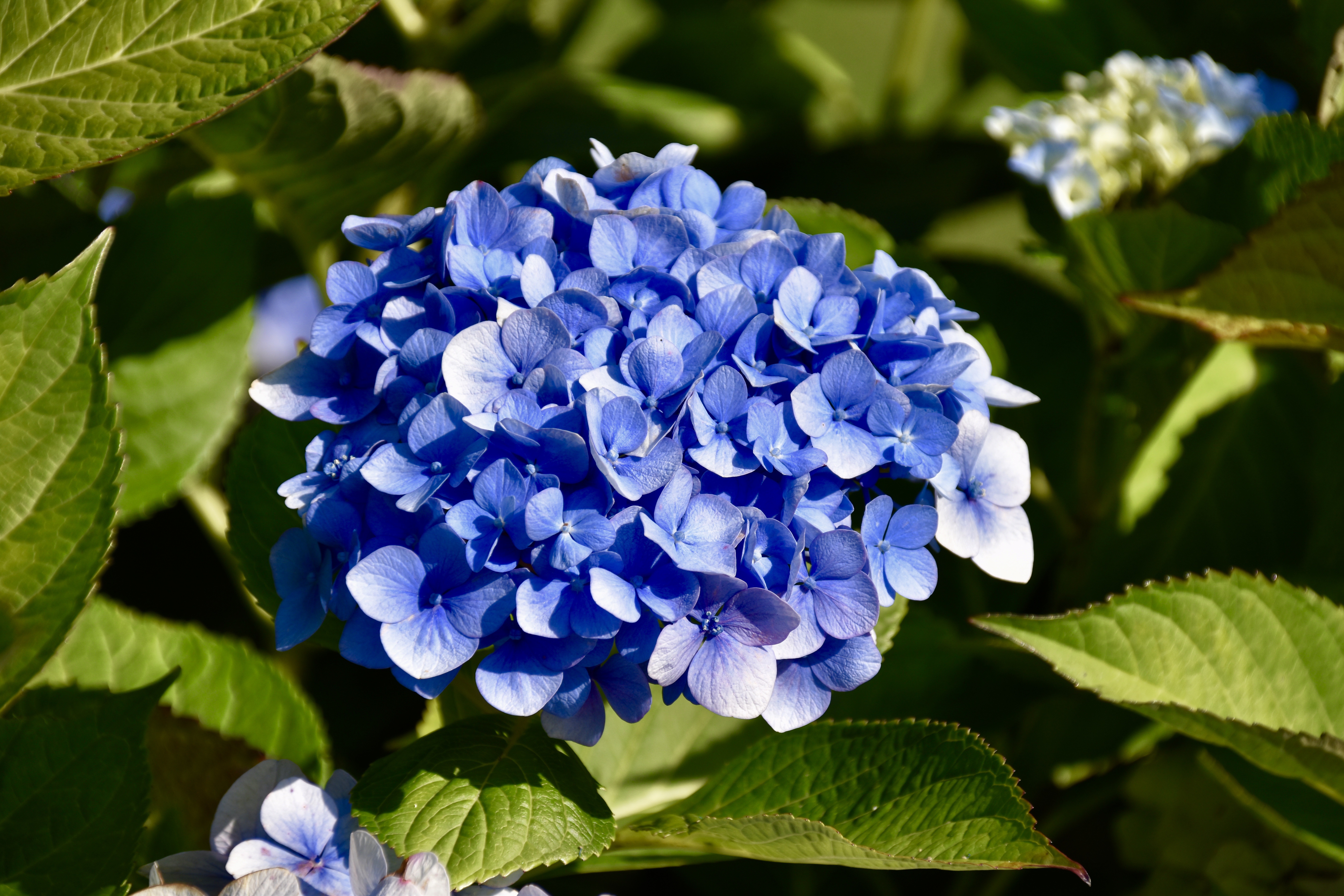 ，繡球，特寫，蓝色，花卉，