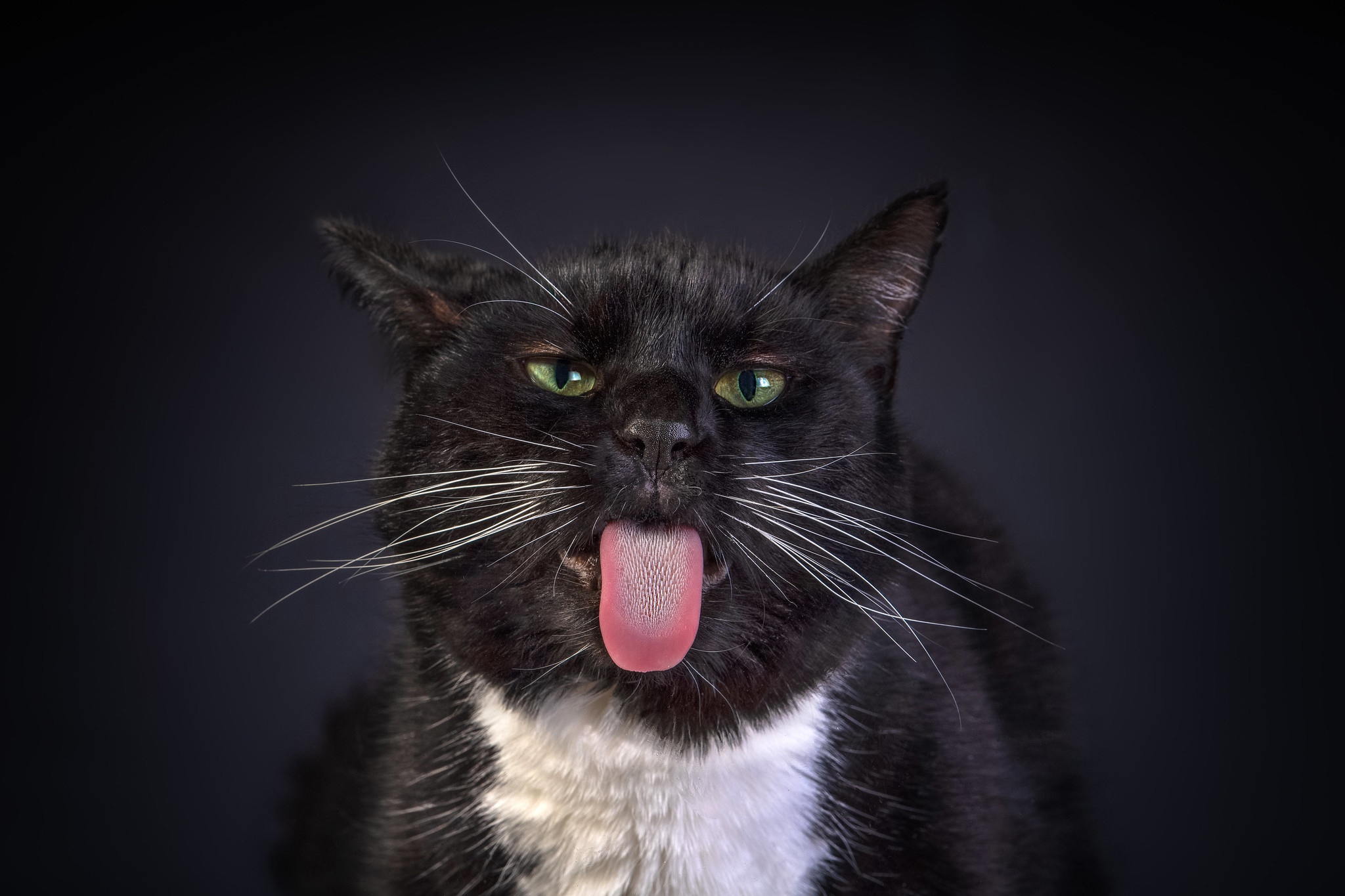 Desktop Wallpapers Cats Funny Black Tongue Whiskers animal.