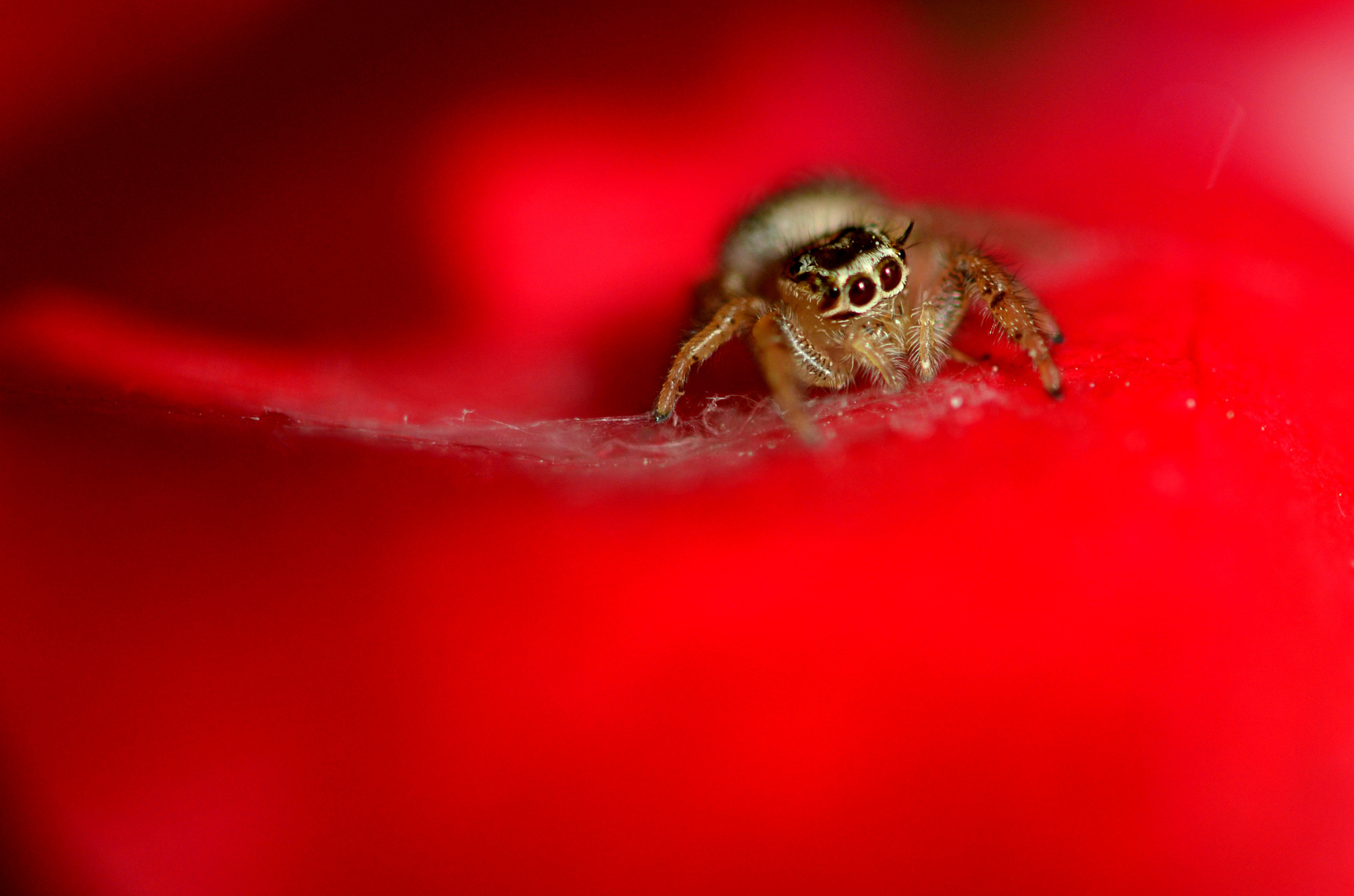 Foton Hoppspindlar spindel Leddjur Djur 2048x1356 Spindlar