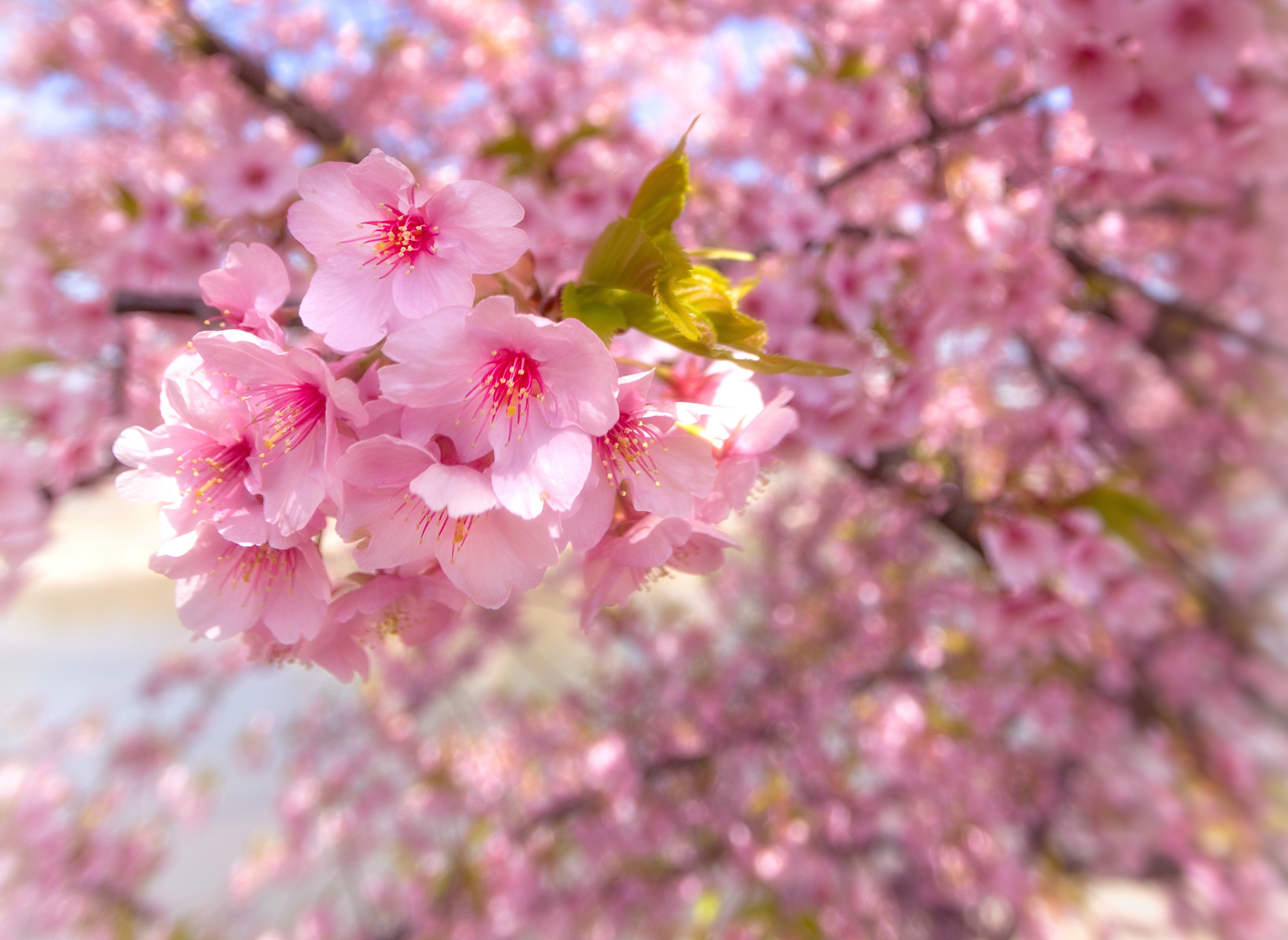 Tapeta na pulpit Sakura Różowy kolor Kwiaty zbliżenie Kwitnące drzewa 3456x2521 różowa różowe kwiat Z bliska
