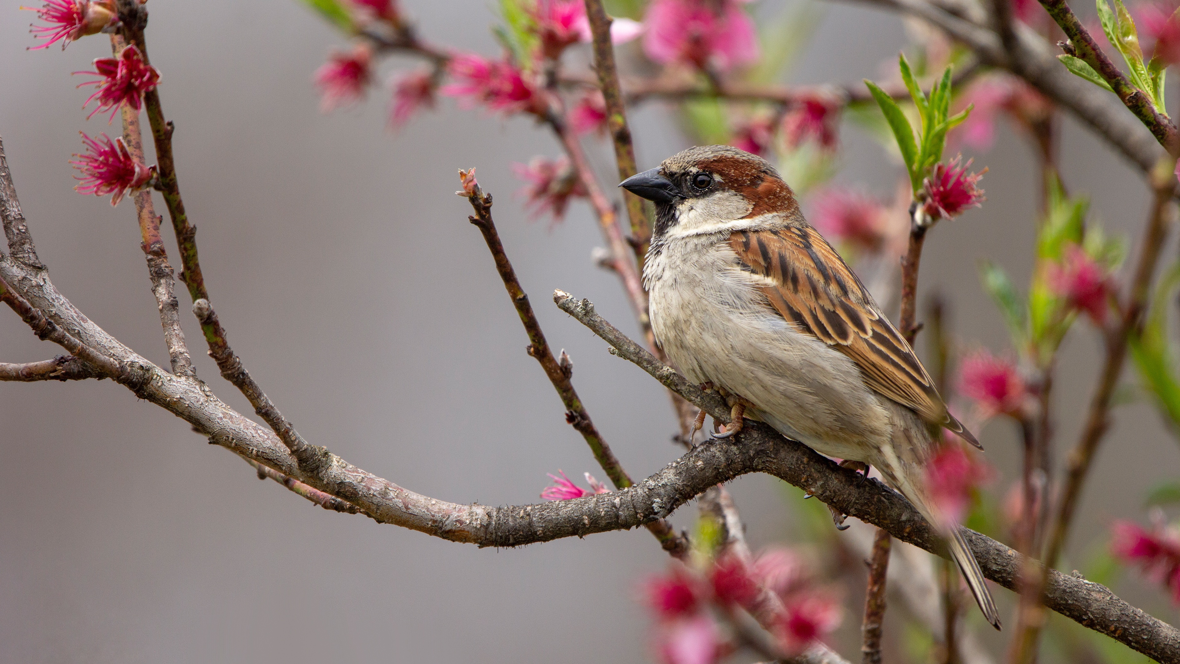Птицы поздней весной. Весенние птички. Птица на ветке. Птица на цветущем дереве.