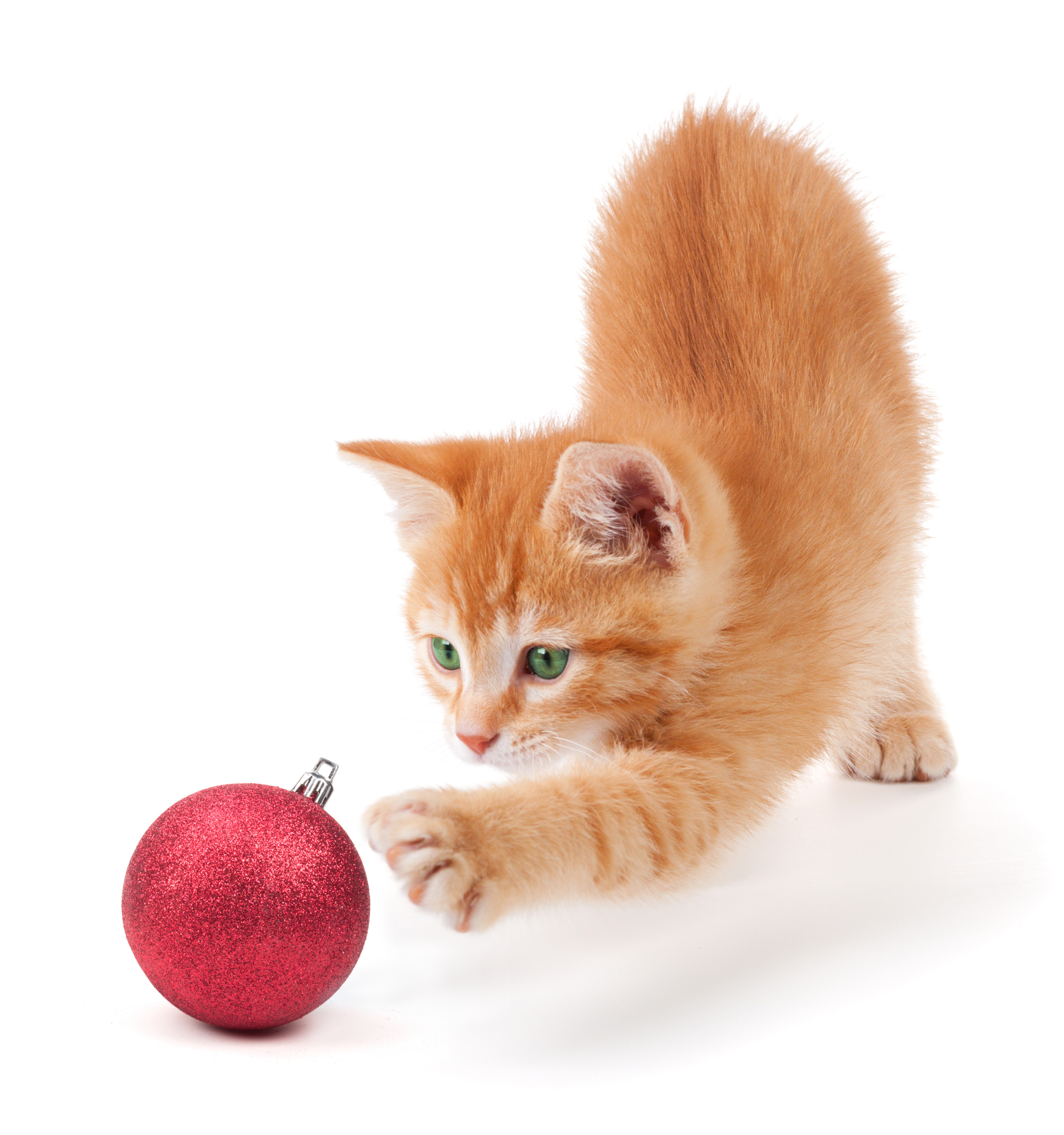 Pictures Kittens Christmas red orange Balls Animals White background 3000x3200 kitty cat New year Ginger color animal
