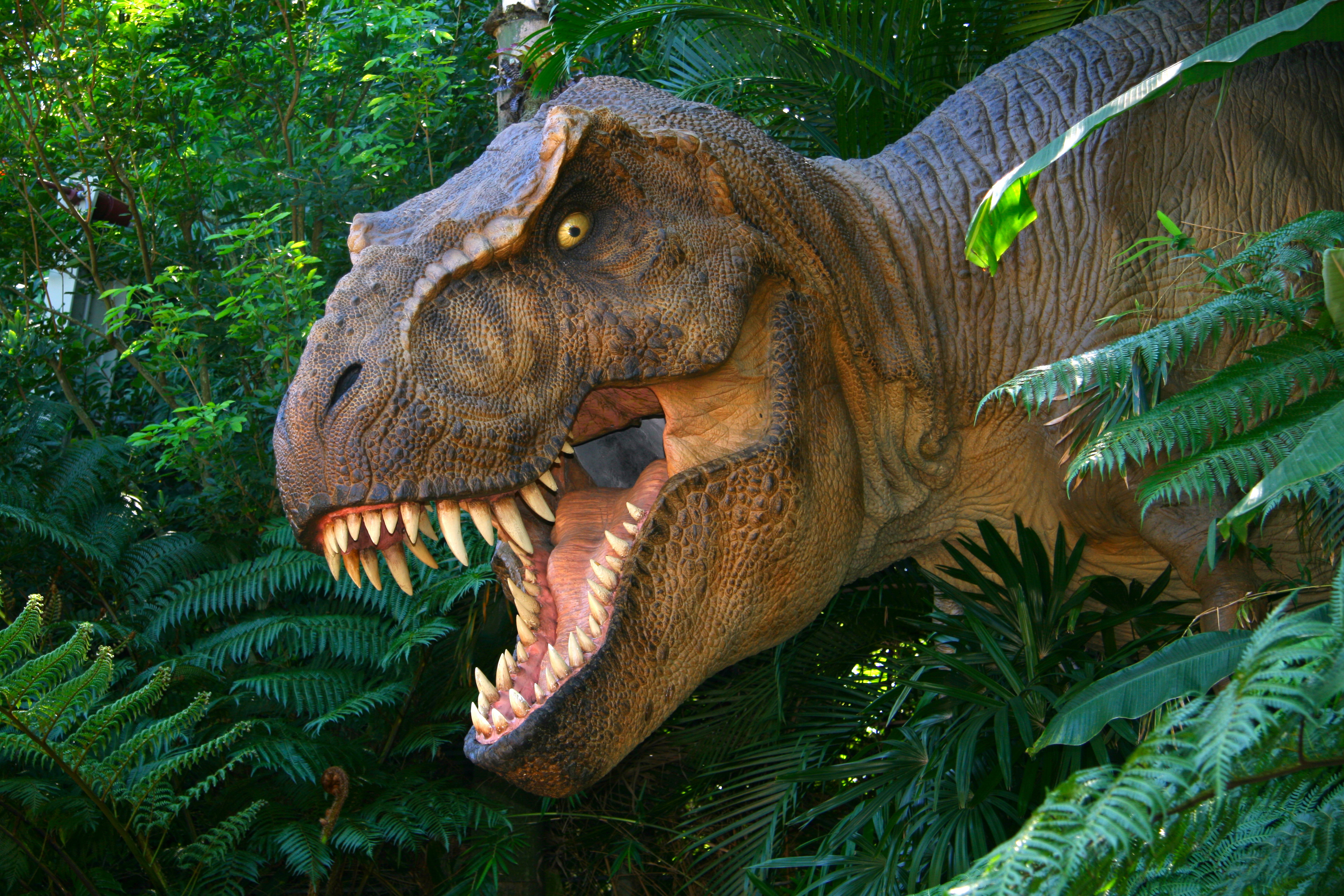 Desktop Hintergrundbilder Tyrannosaurus rex Dinosaurier  