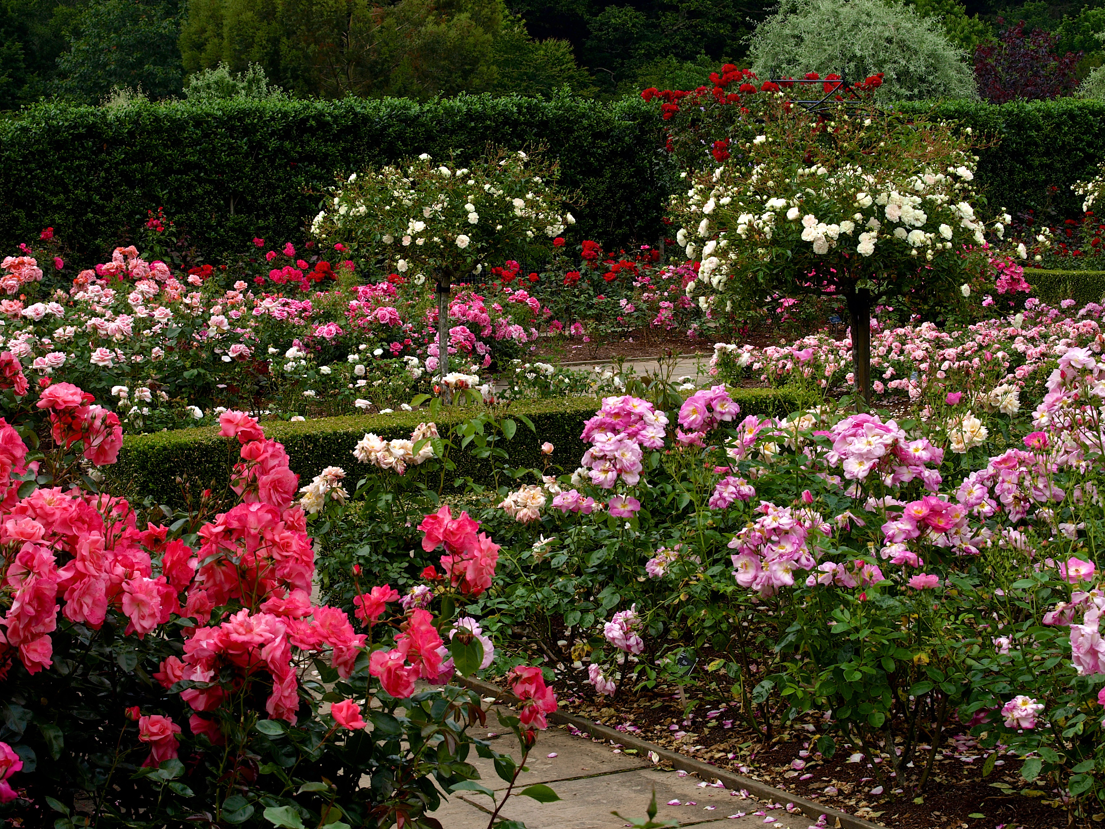 Твой сад розы. Rose Garden. Розарий.. Розарий Багатель.