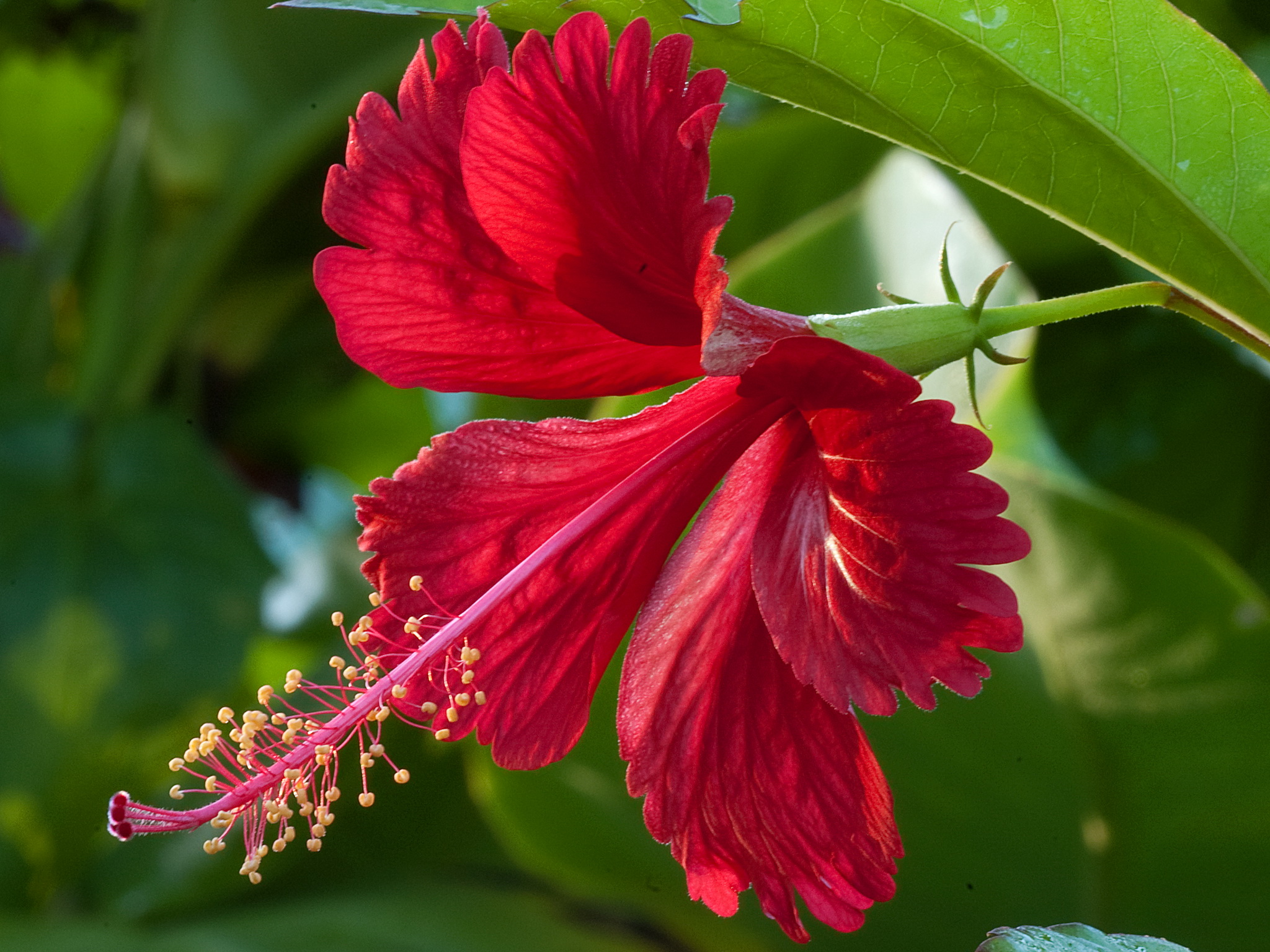 Красноцвет. Каркаде гибискус дерево. Гибискус Seminole Princess. Гибискус Бенджамина. Красный гибискус – Red Hibiscus.