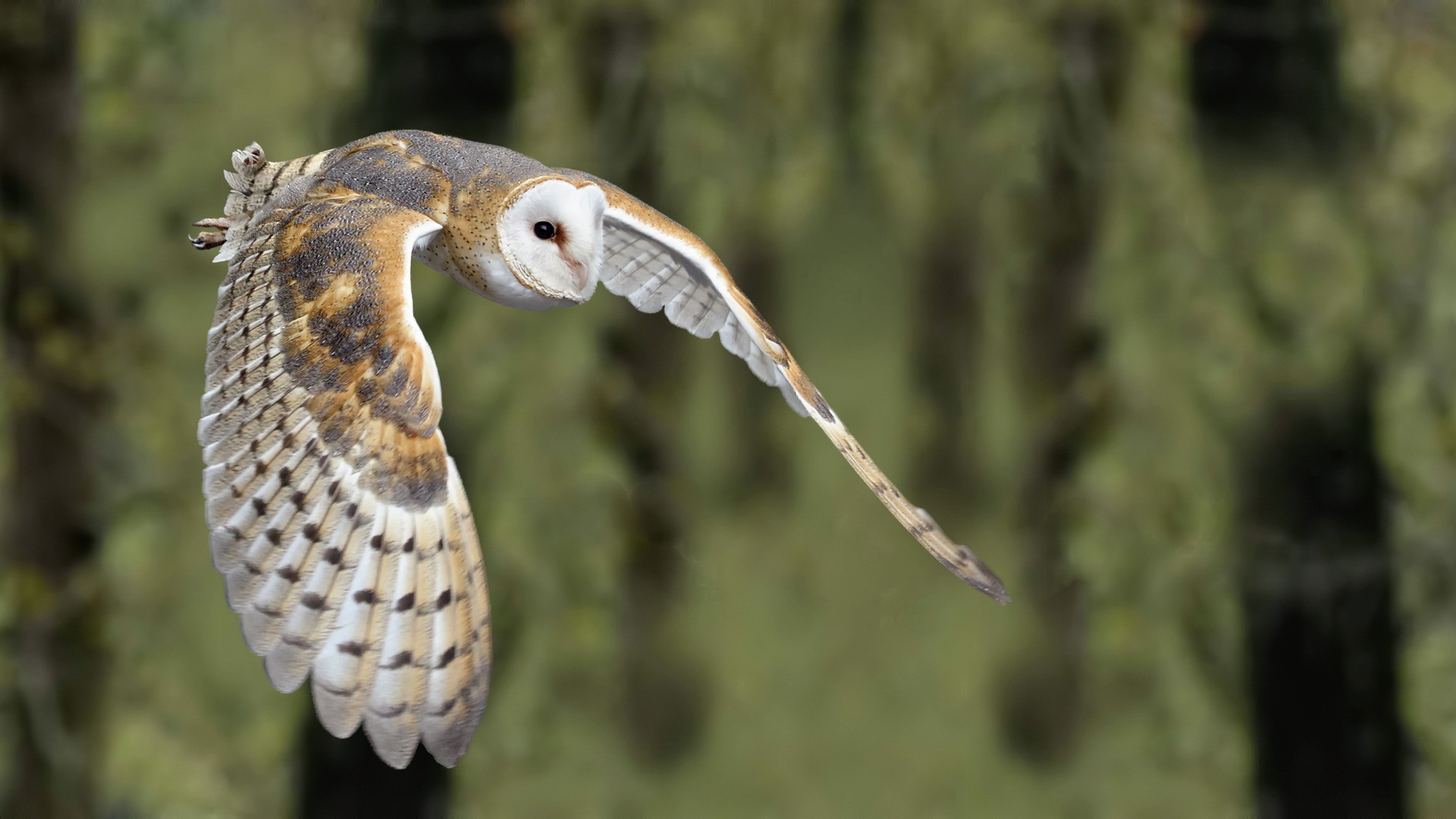 壁紙 フクロウ 鳥類 Barn Owl 動物 ダウンロード 写真