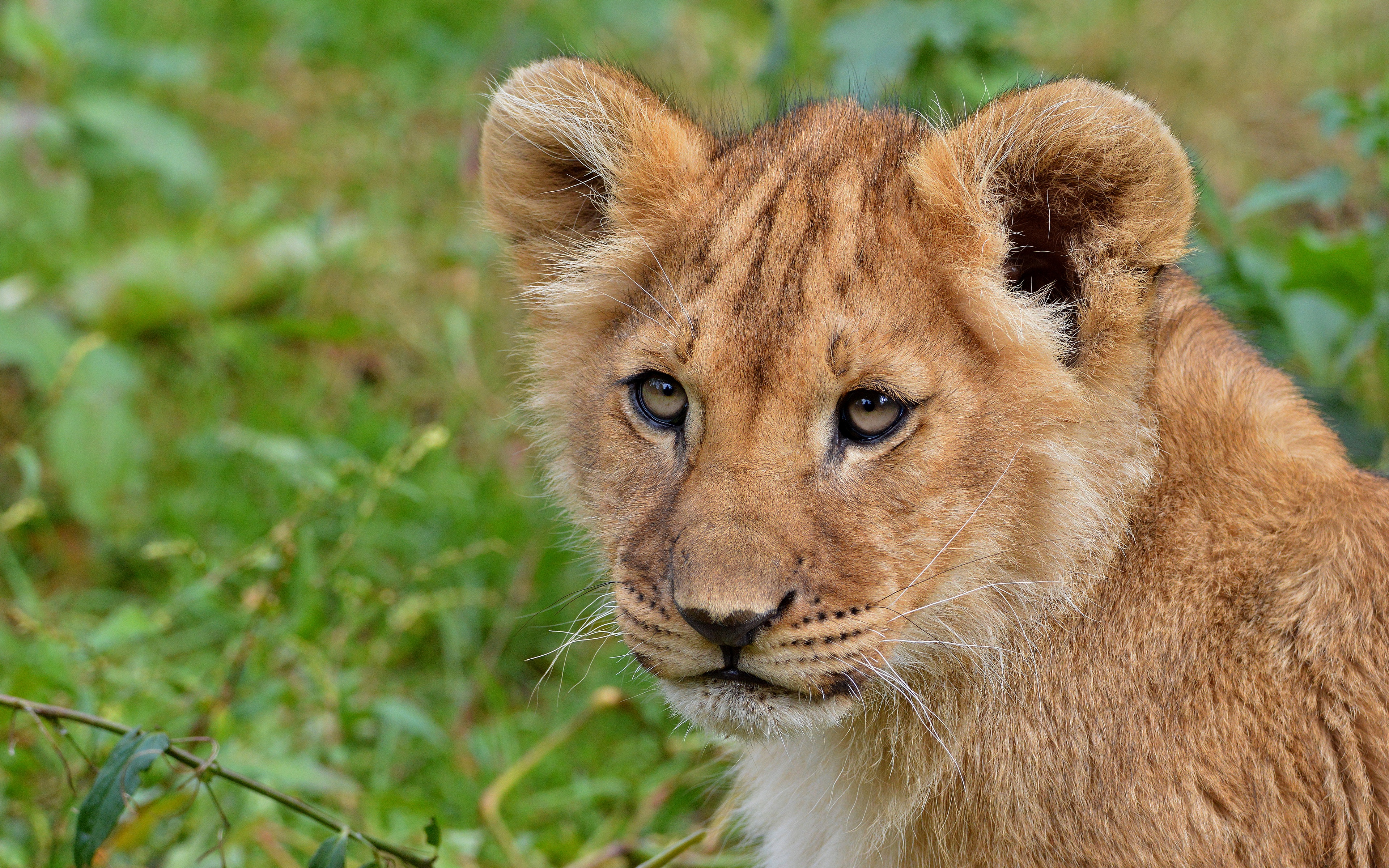 lions cubs glance snout animals photo 3840x2400