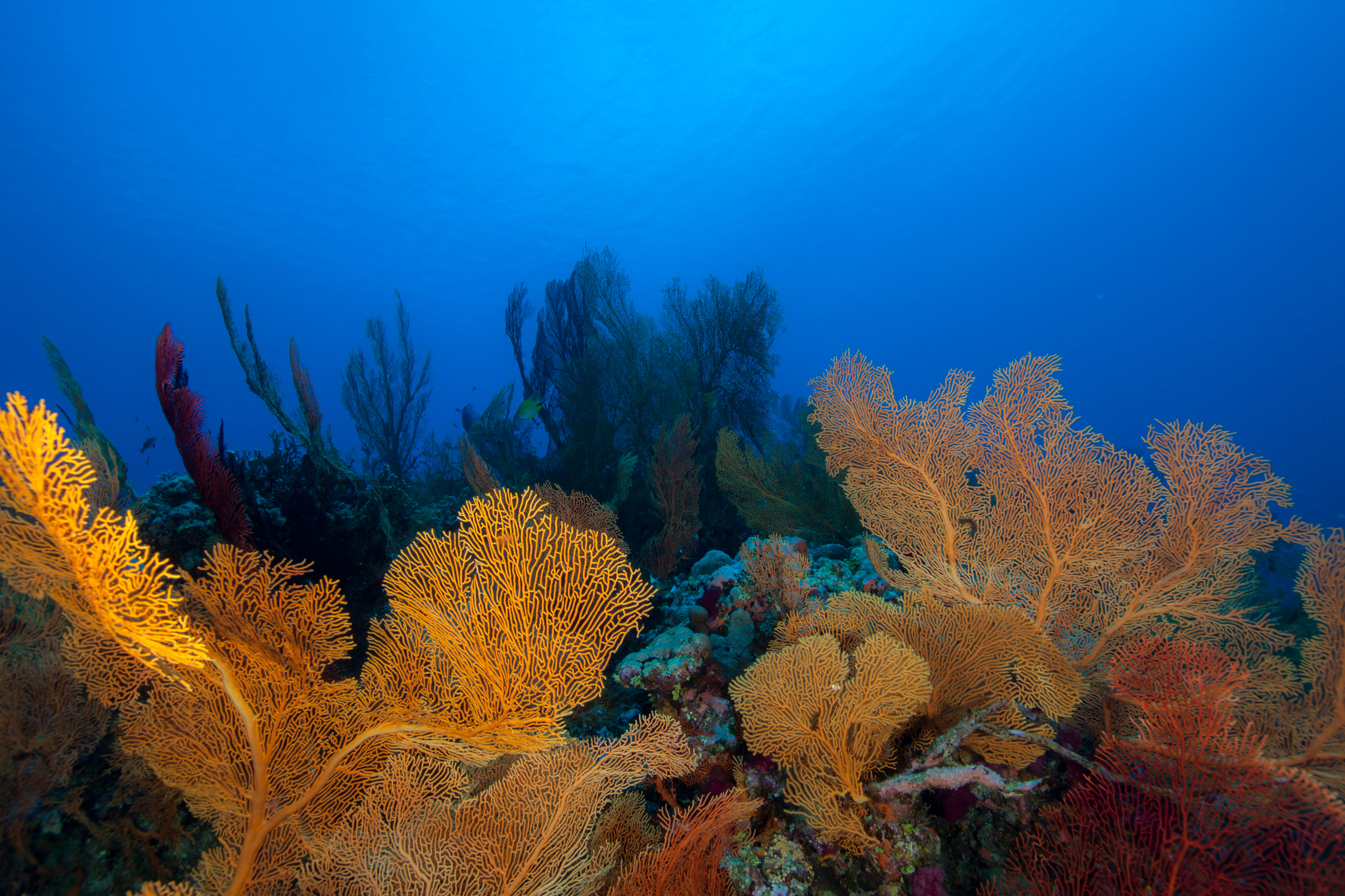 Coral video. Риф коралловый 54546. Большой Барьерный риф коралловые полипы. Подводные растения. Подводный мир кораллы.