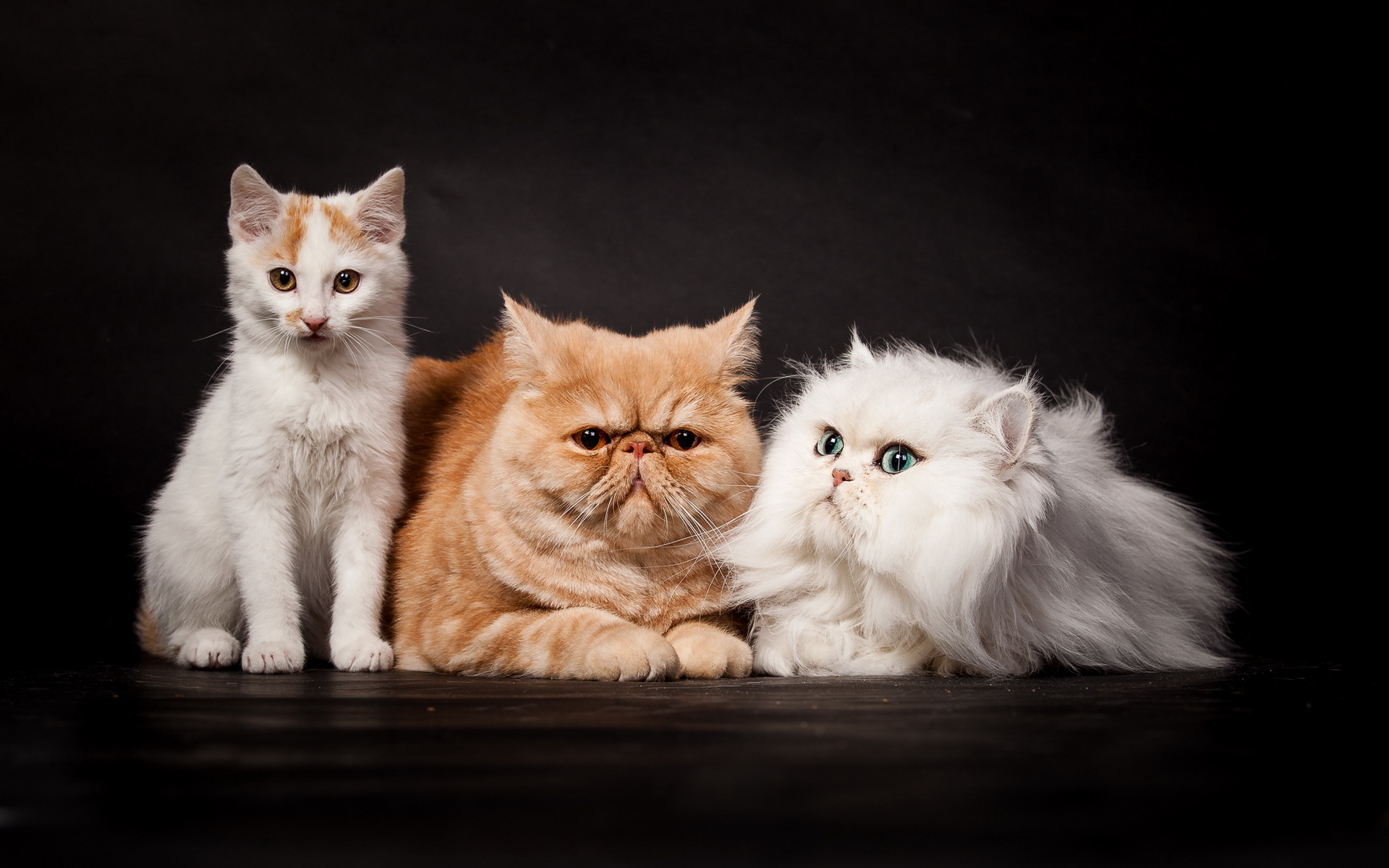 Картинка котят Кошки втроем Животные 1920x1200 Котята котенок котенка кот коты кошка три Трое 3 животное