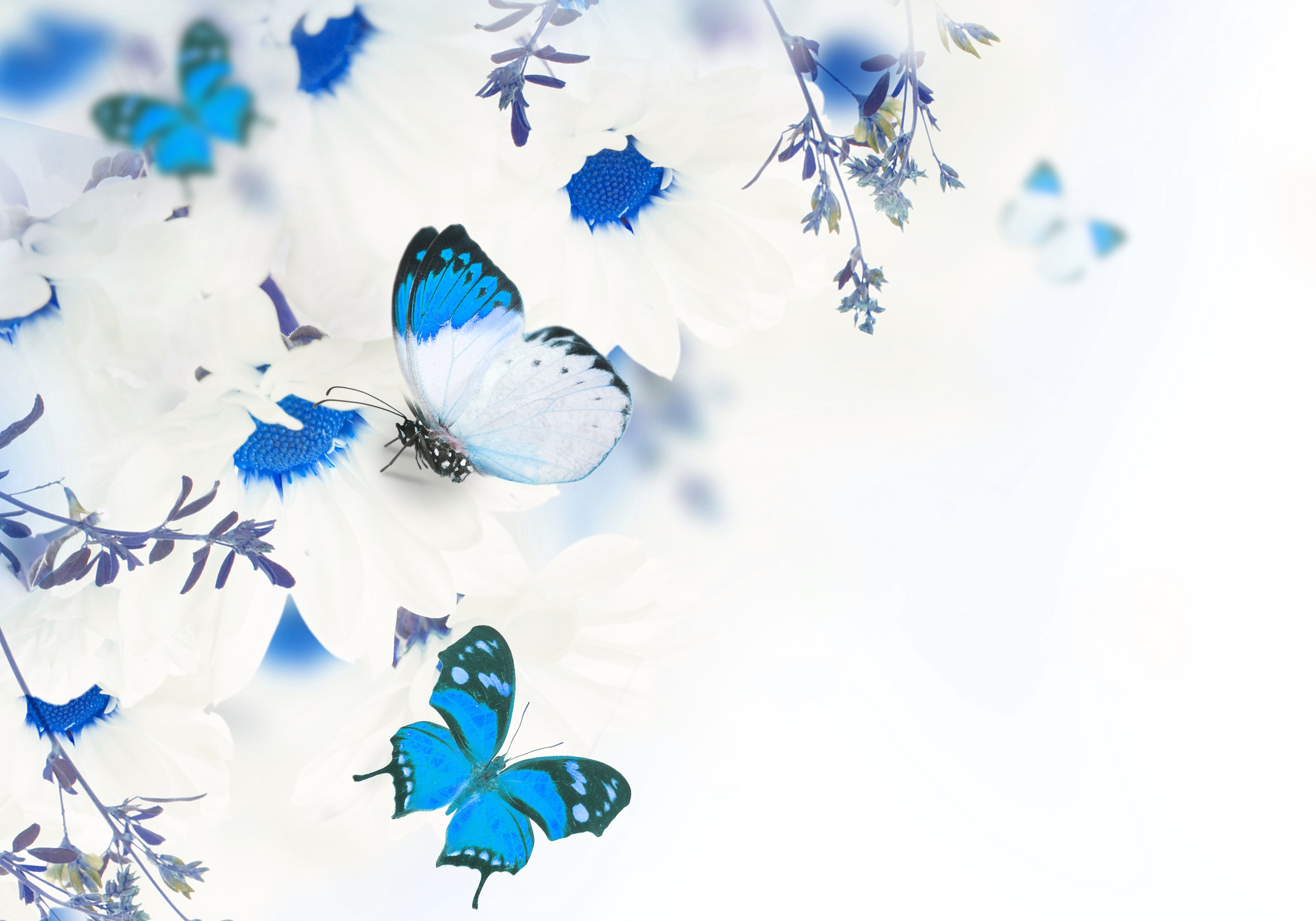 Фото Бабочки Цветы Животные белом фоне 4000x2798