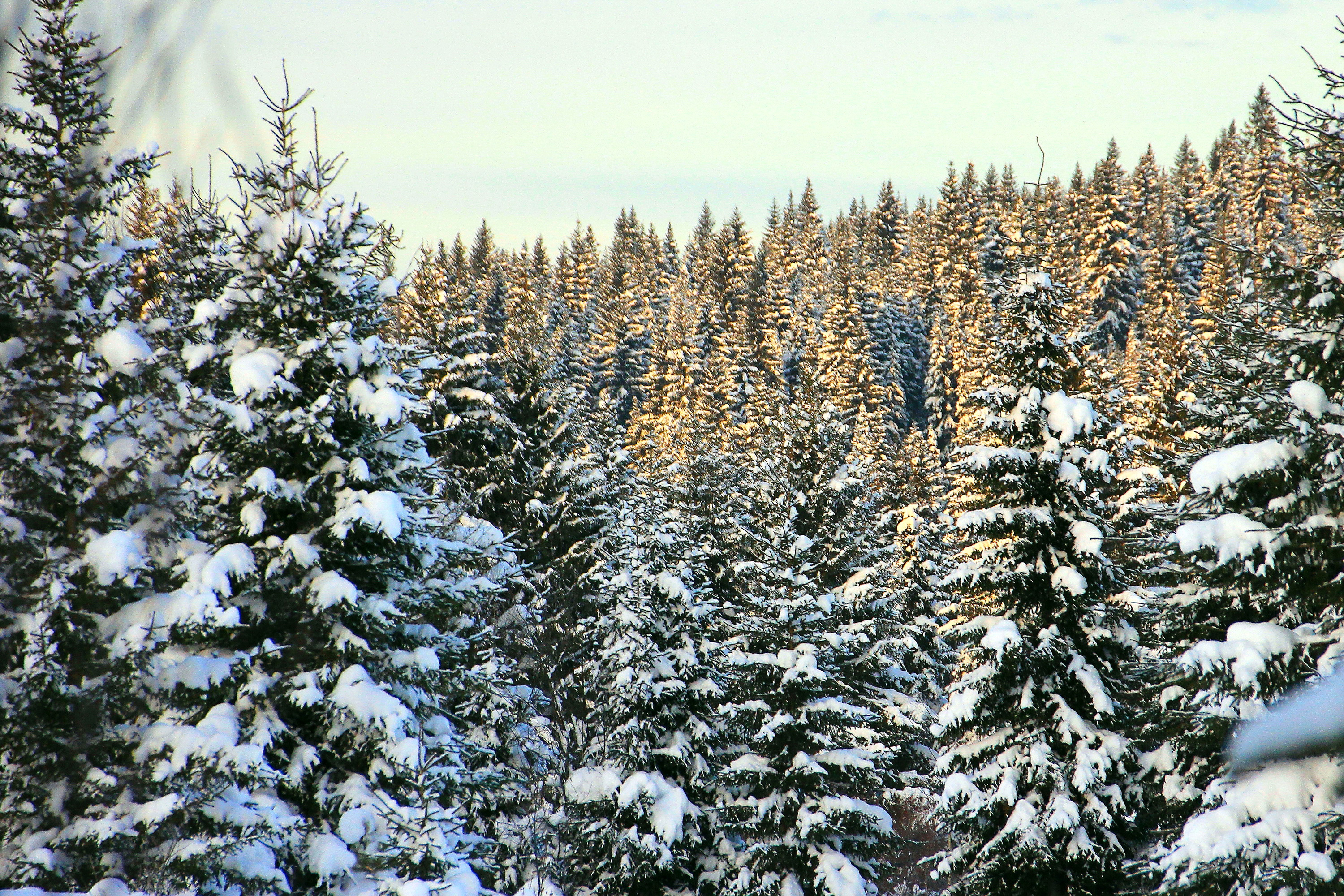 Зимние хвойные. Ель Сибирская в тайге. Елка зимой. Зимние леса. Зимой в лесу.