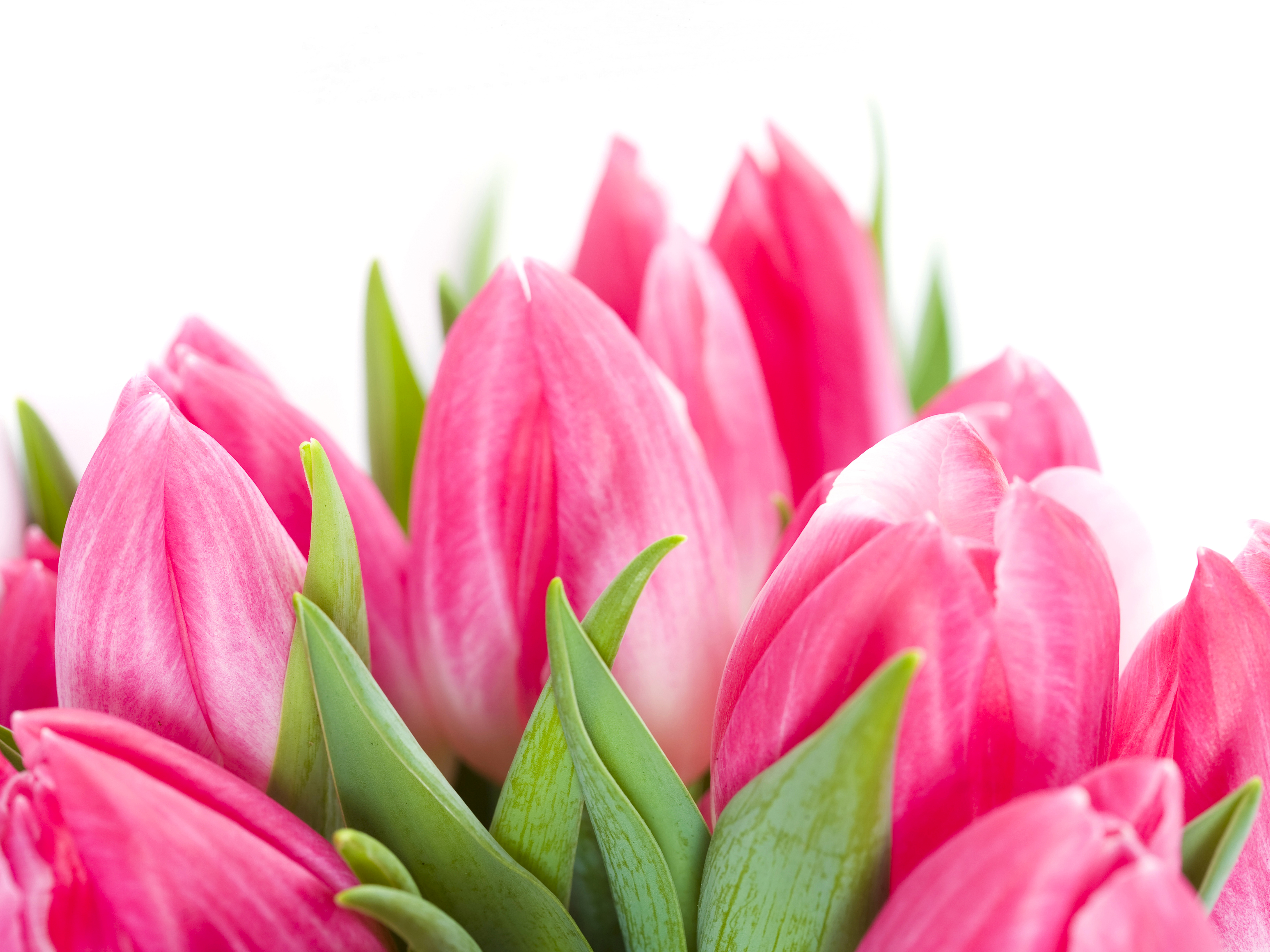 Тюльпаны открытки красивые с пожеланиями. Розовые тюльпаны. Тюльпаны открытка.