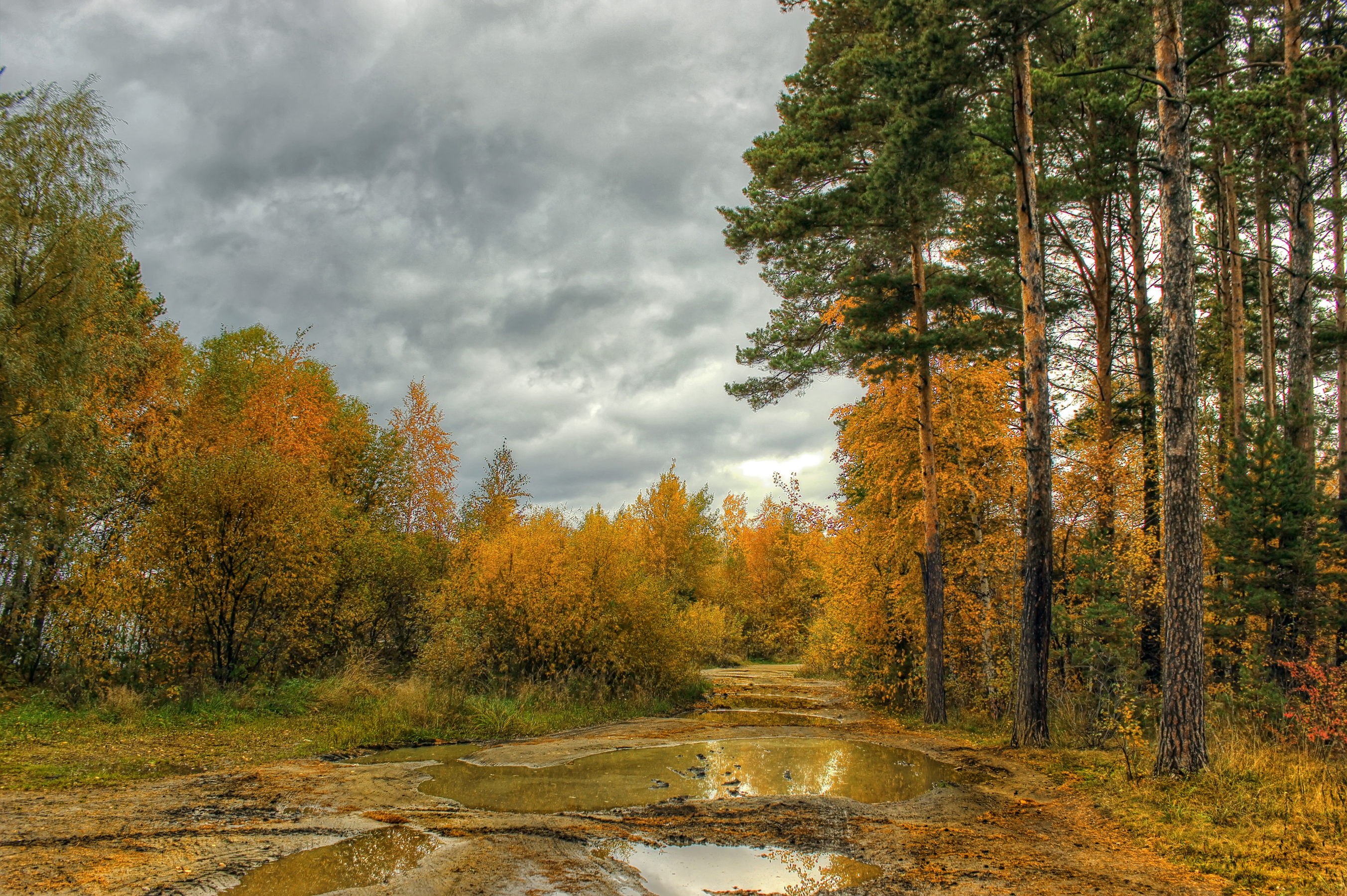 Осени лесу природа. Сосновый Бор Золотая осень река. Лес осенью. Осень в лесу. Пейзажи России.