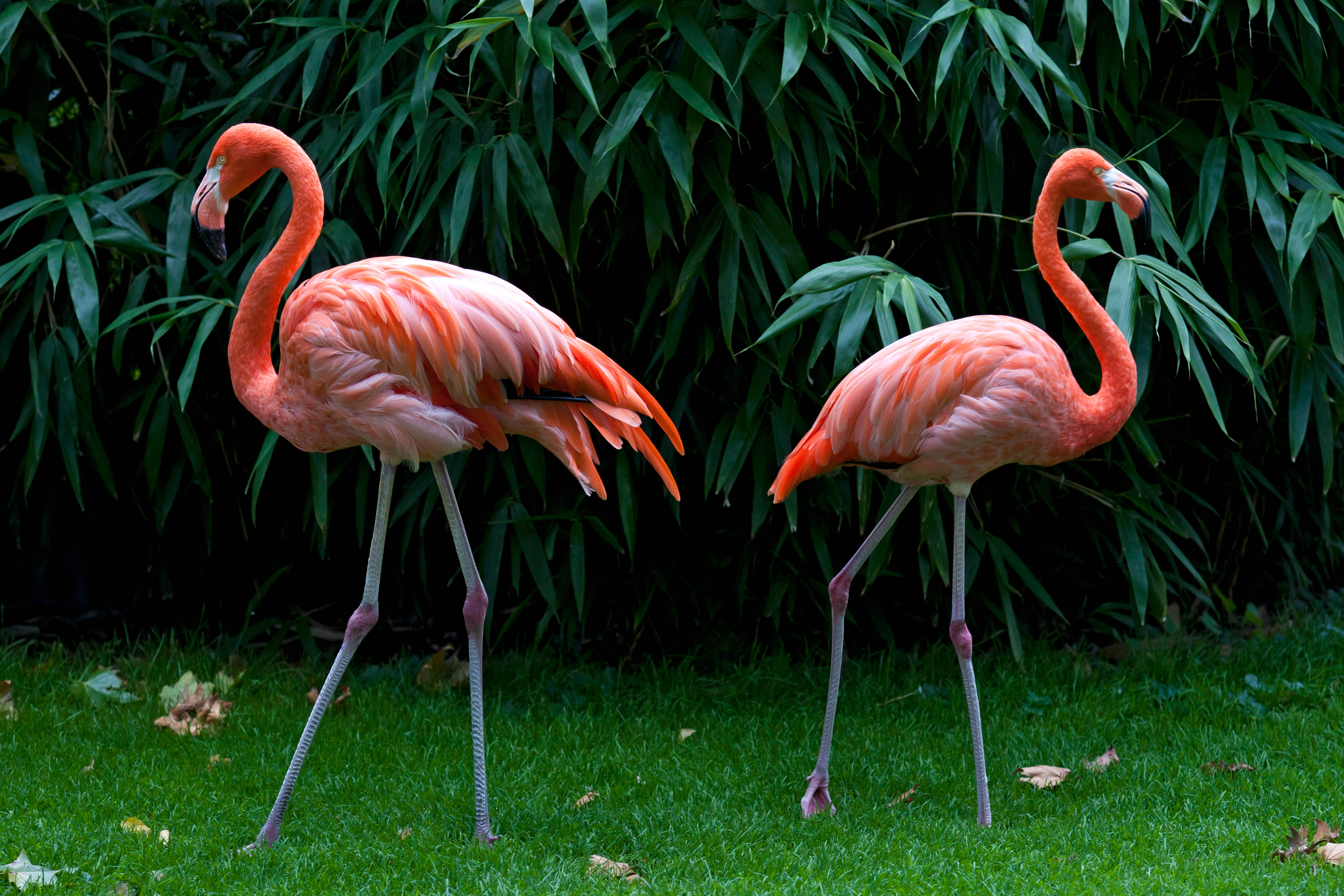 photos-bird-flamingo-two-pink-color-animals