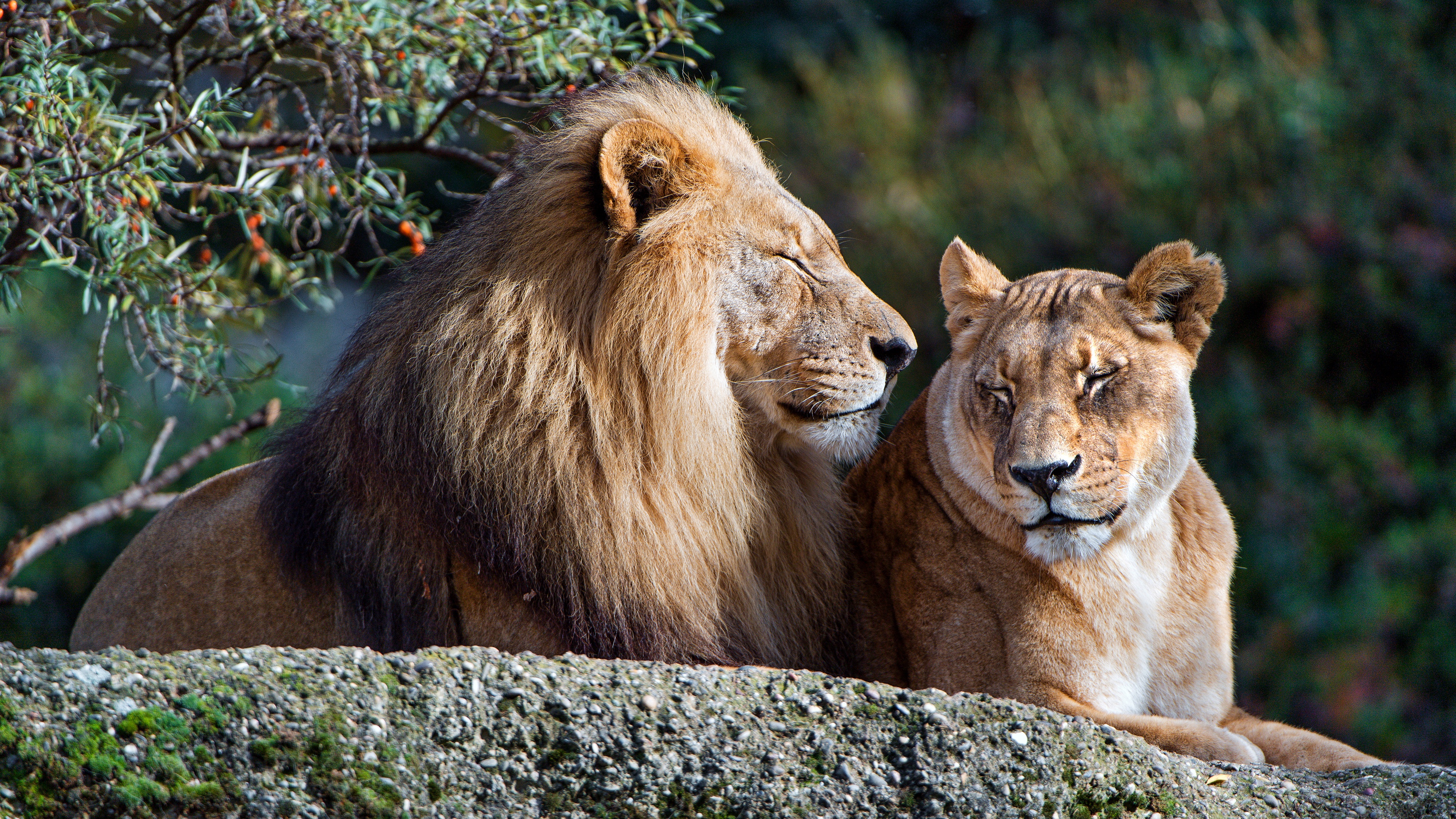 Лев какое семейство. Львиный Прайд. Лев львица и Львенок. Красивый Лев. Львы в дикой природе.